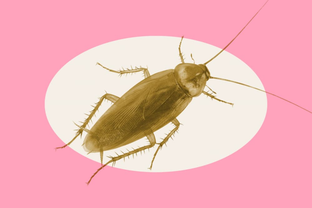 4 Natural Roach Repellent DIYs—Get Rid of Roaches Naturally Apartment