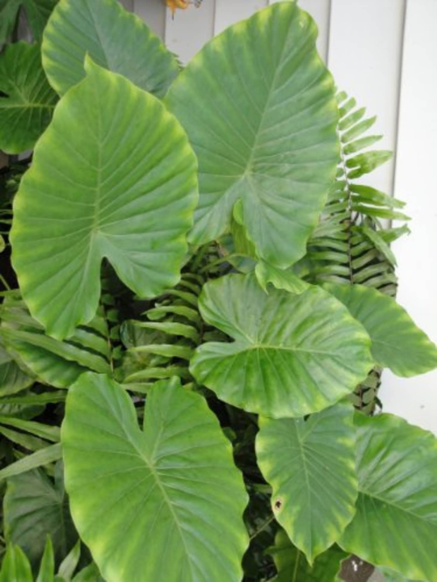 Elephant ear plant fertilizer information