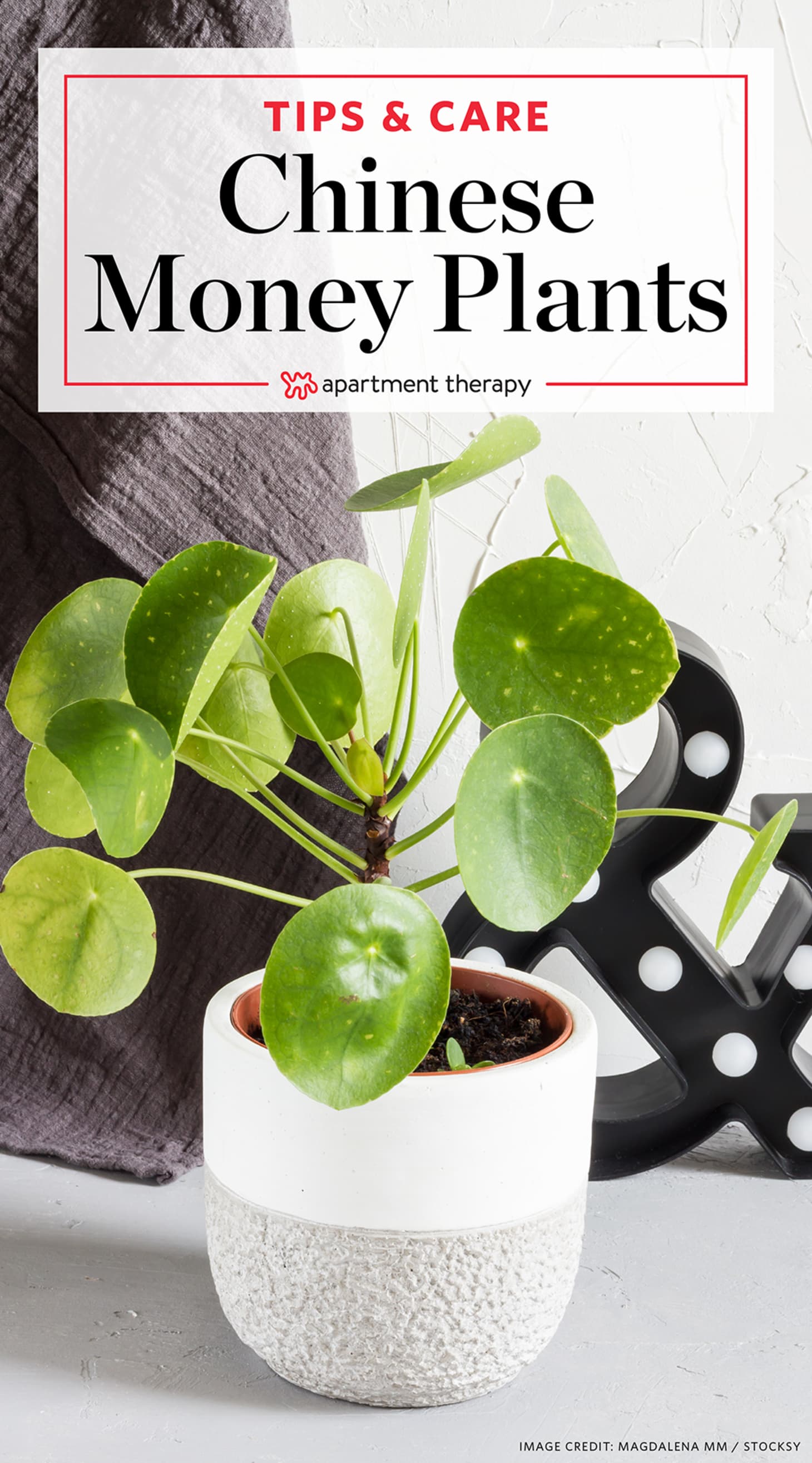 Pilea Peperomioides Care Chinese Money Plants Apartment Therapy - 