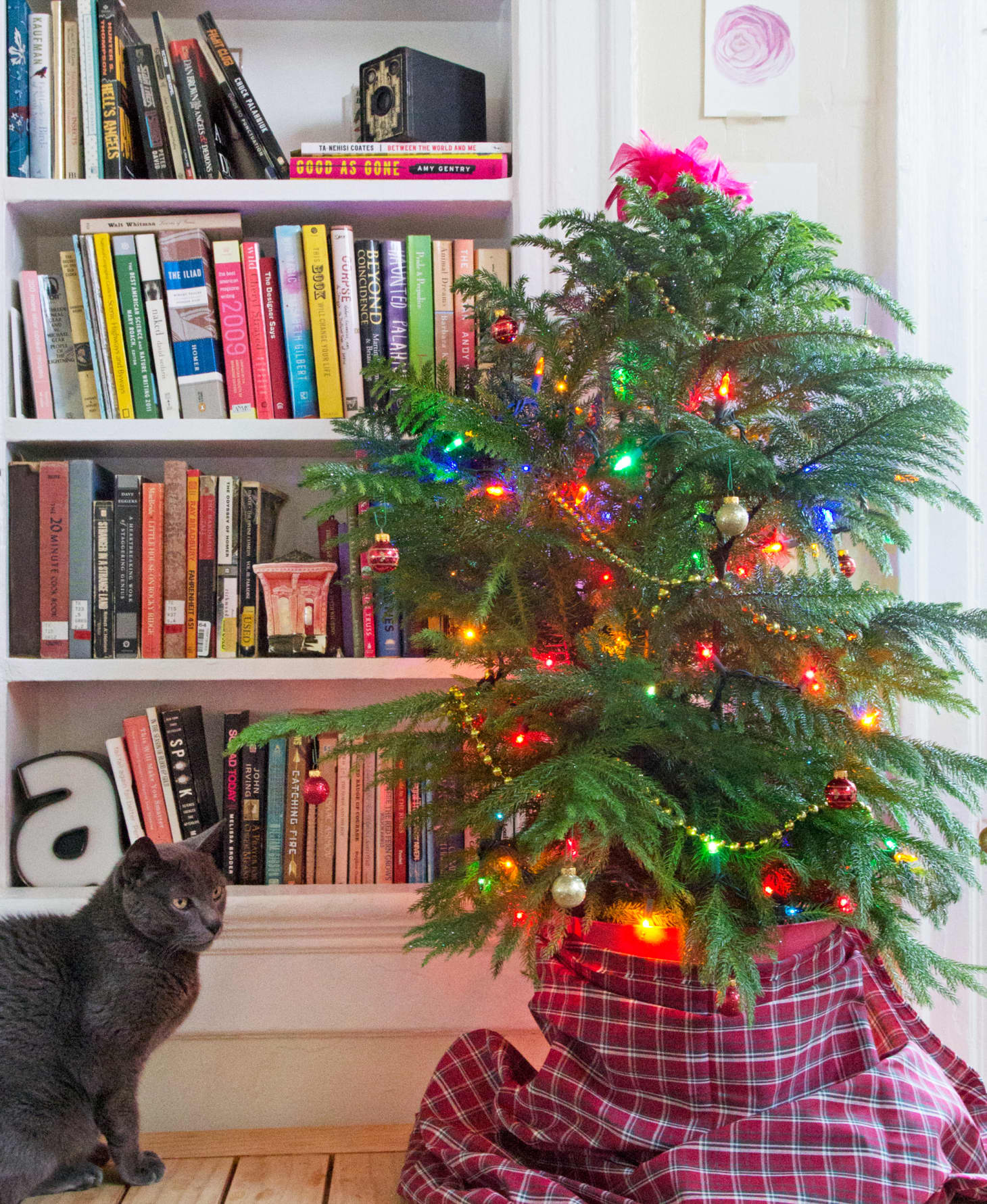 Norfolk Island Pine Small Space Christmas Tree Apartment Therapy