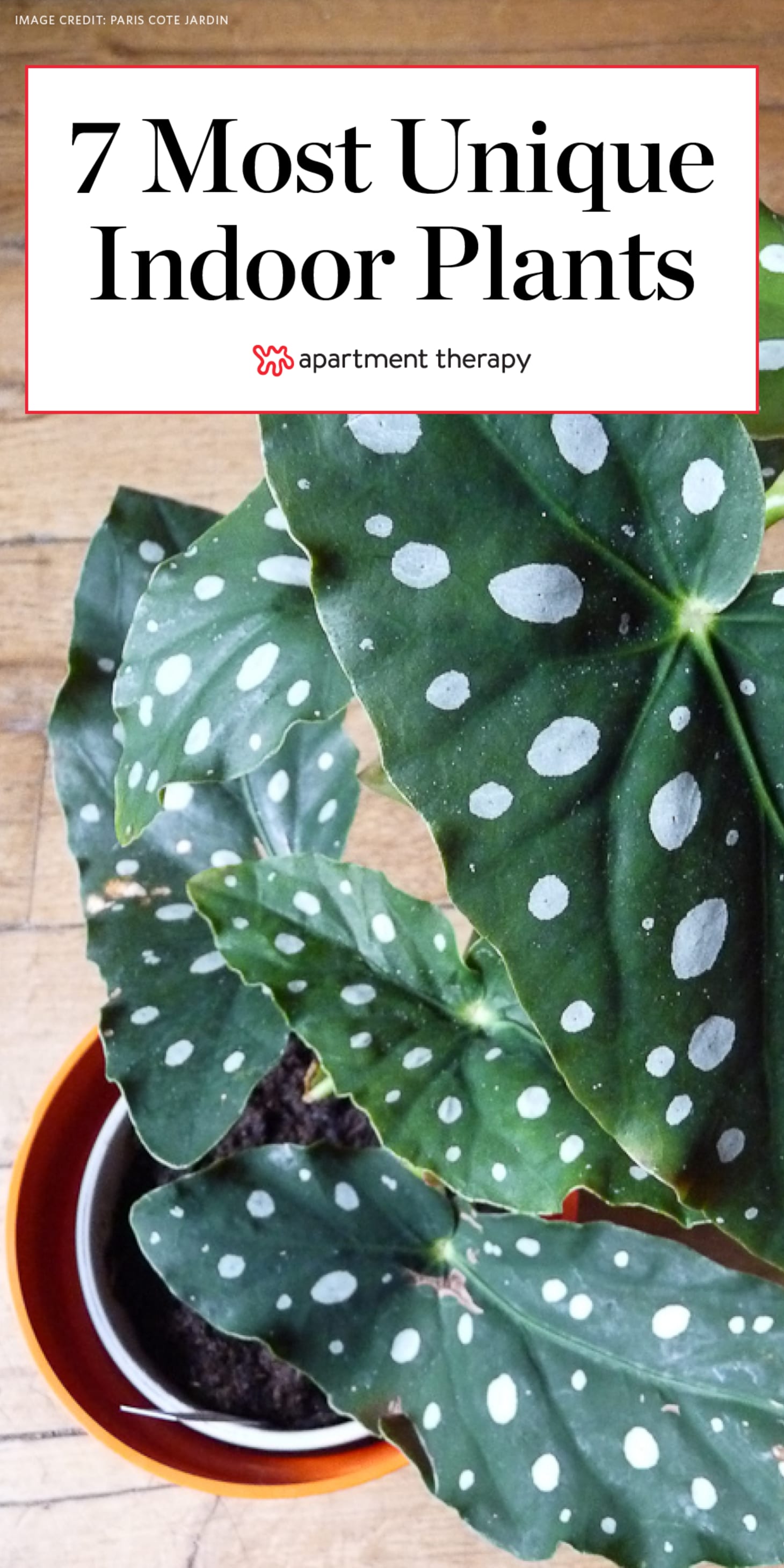 Foliage Plants - Indoor House Plants | Apartment Therapy