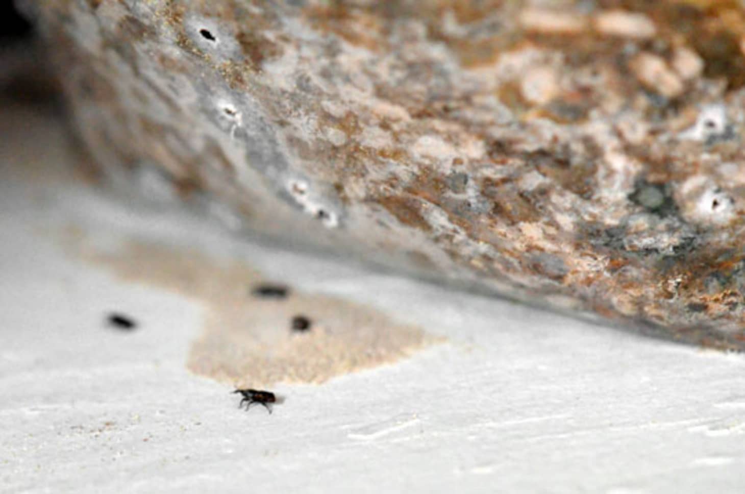 How To Prevent Get Rid Of Grain Weevils Kitchn