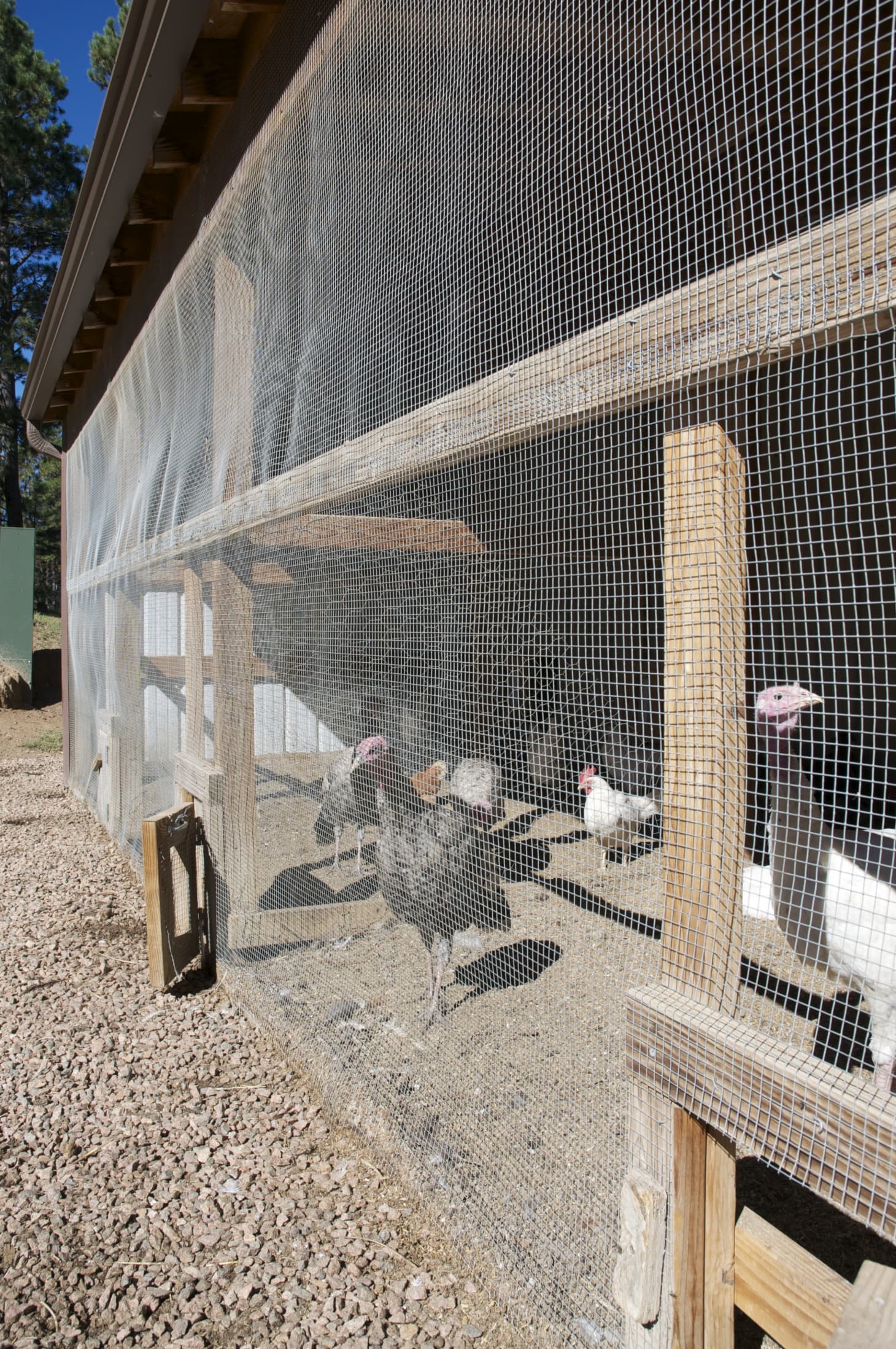 A Visit To A Free Range Chicken Farm Kitchn