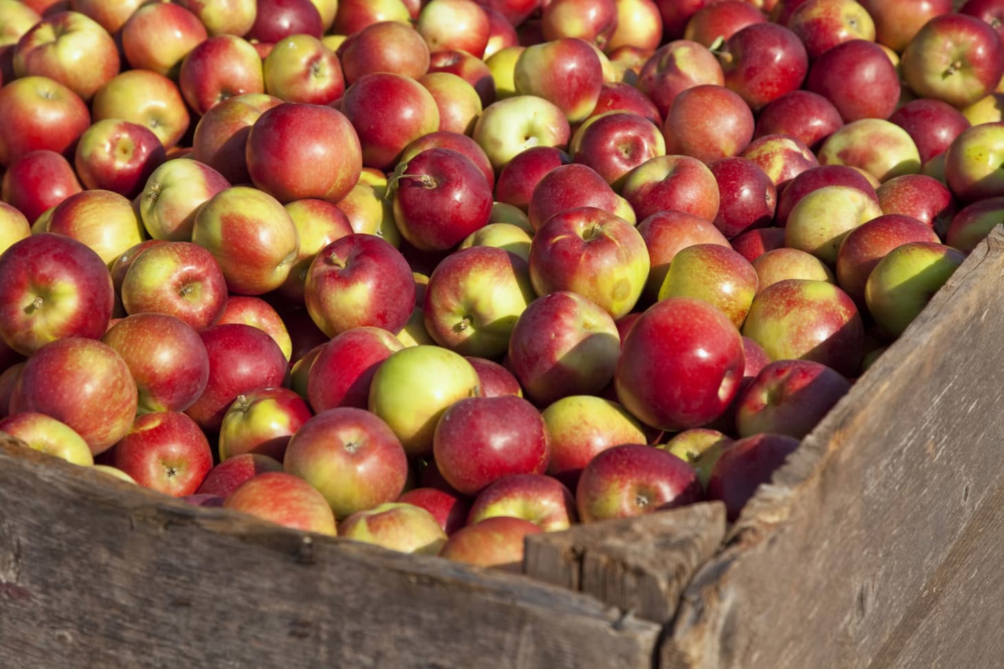 The 5 Best Apples For Baking Kitchn