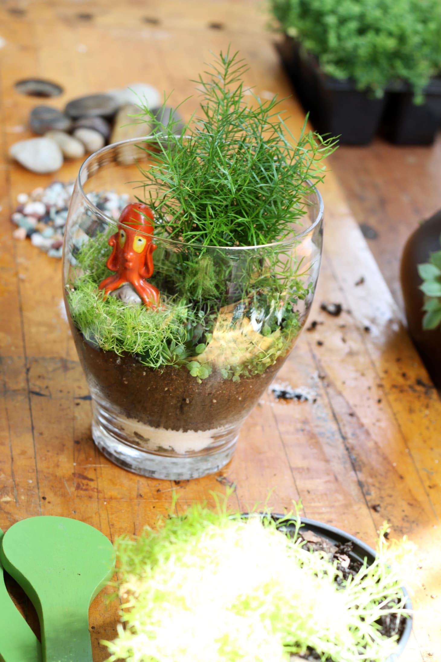 How To Make a Terrarium Apartment Therapy