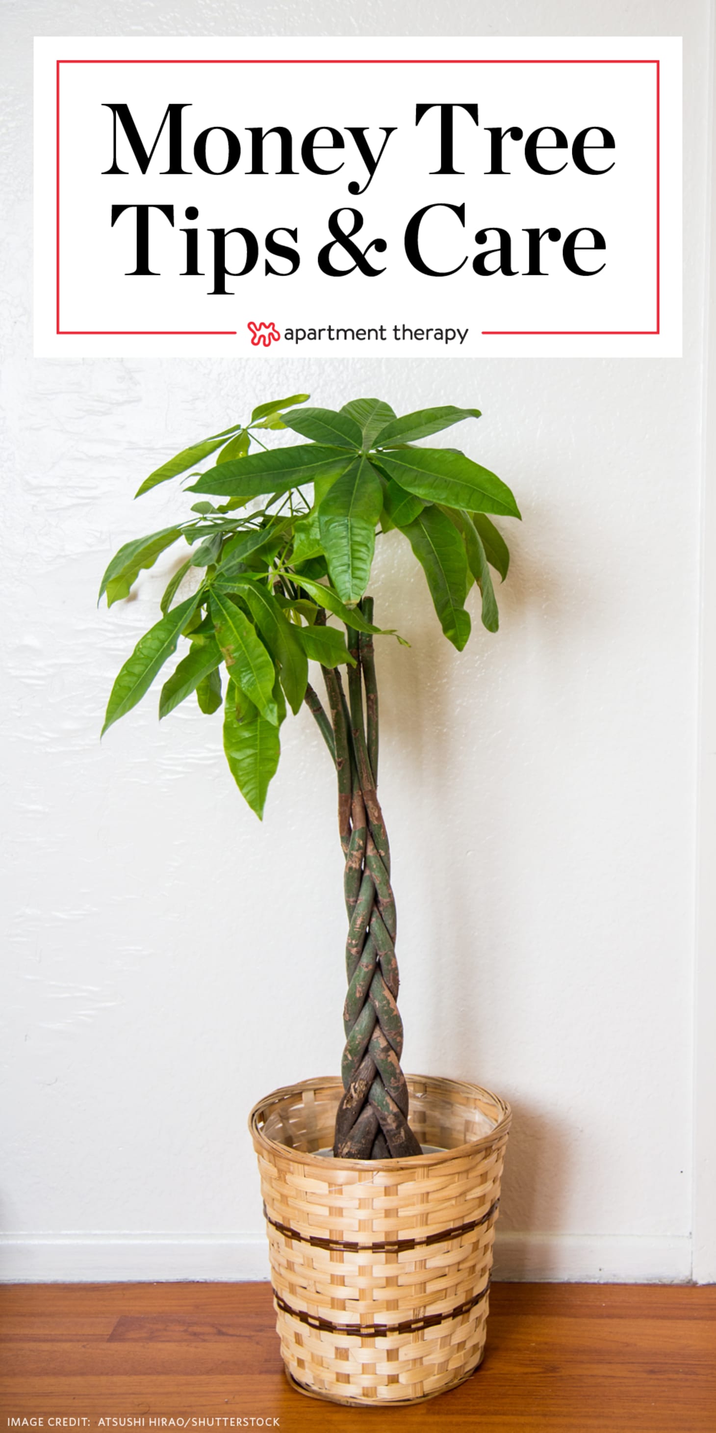 Money Tree Plant Care - Growing Plants Indoors | Apartment Therapy