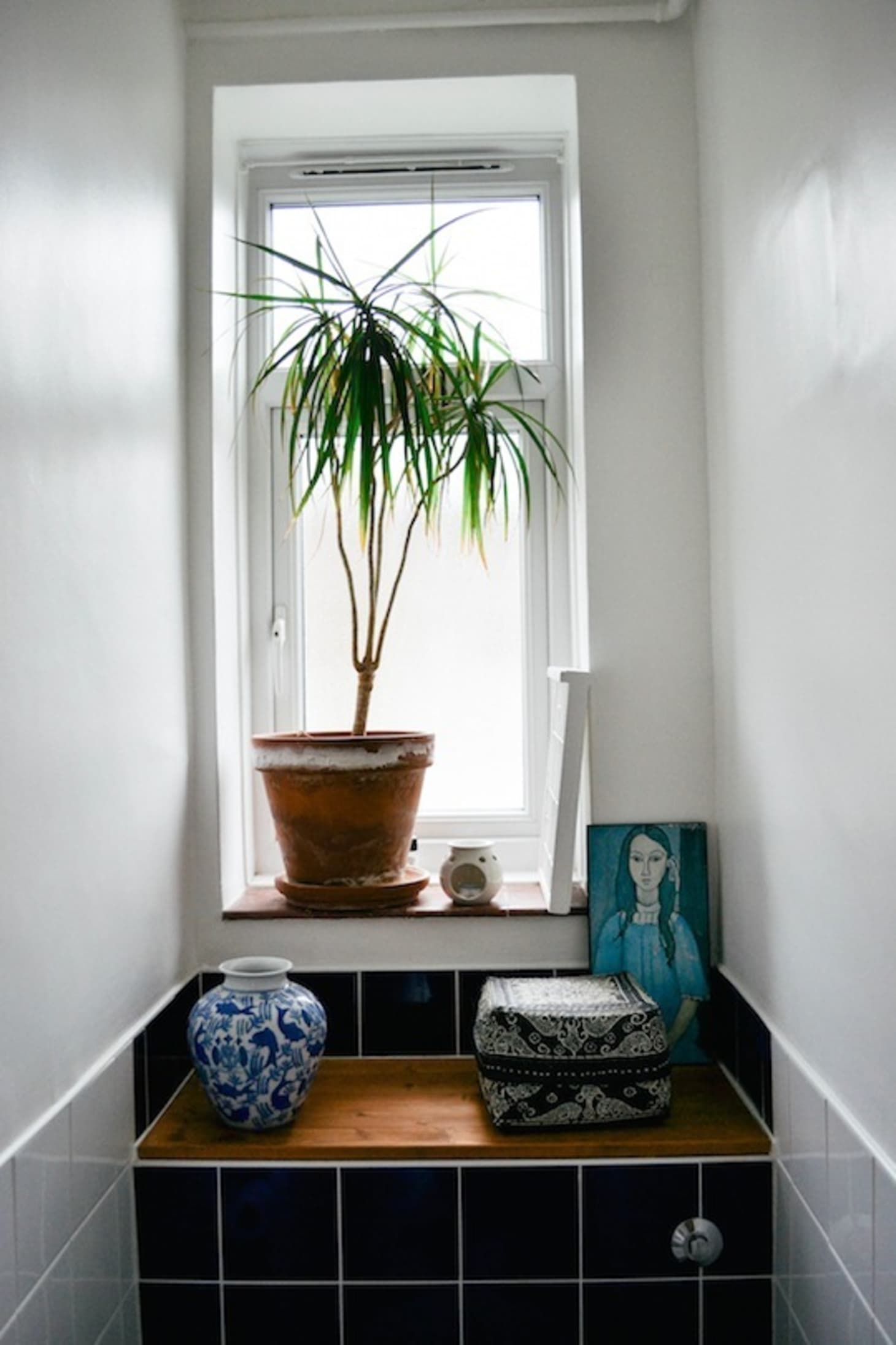 Dracaena Plants: Our Best Tips for Growing and Care ...