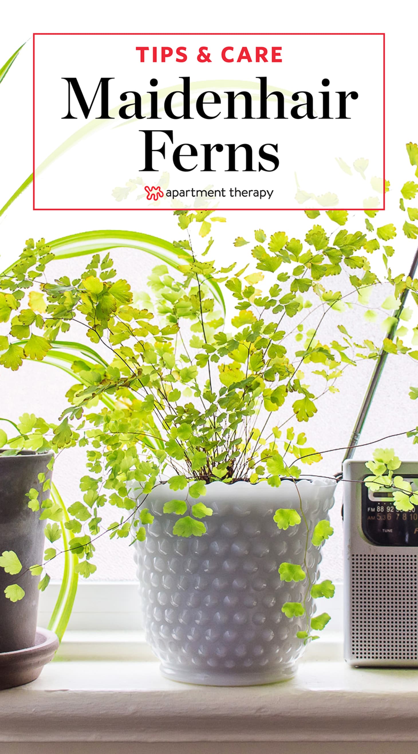 Maidenhair Fern Care Apartment Therapy