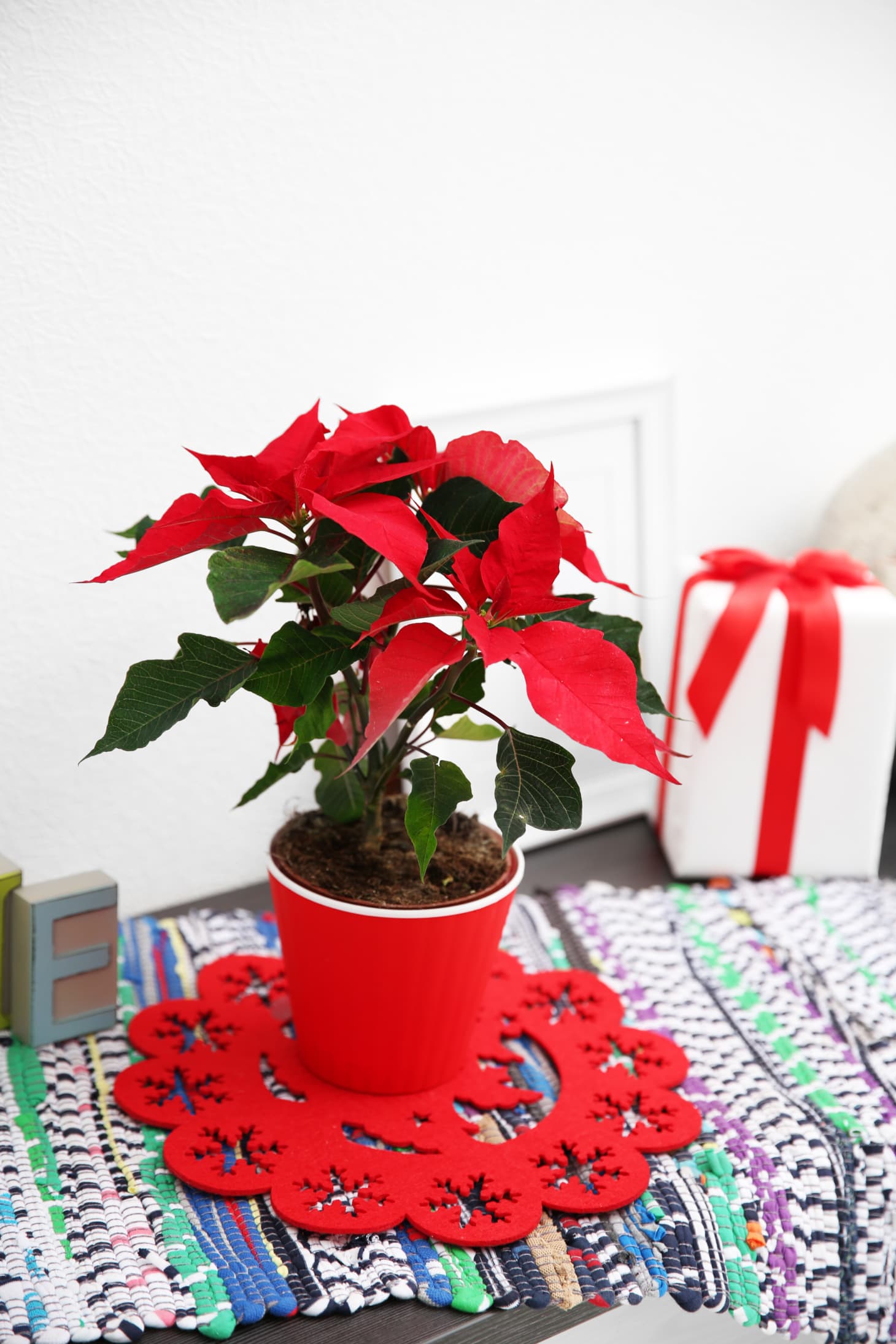 How to Care for Poinsettia Plants Apartment Therapy