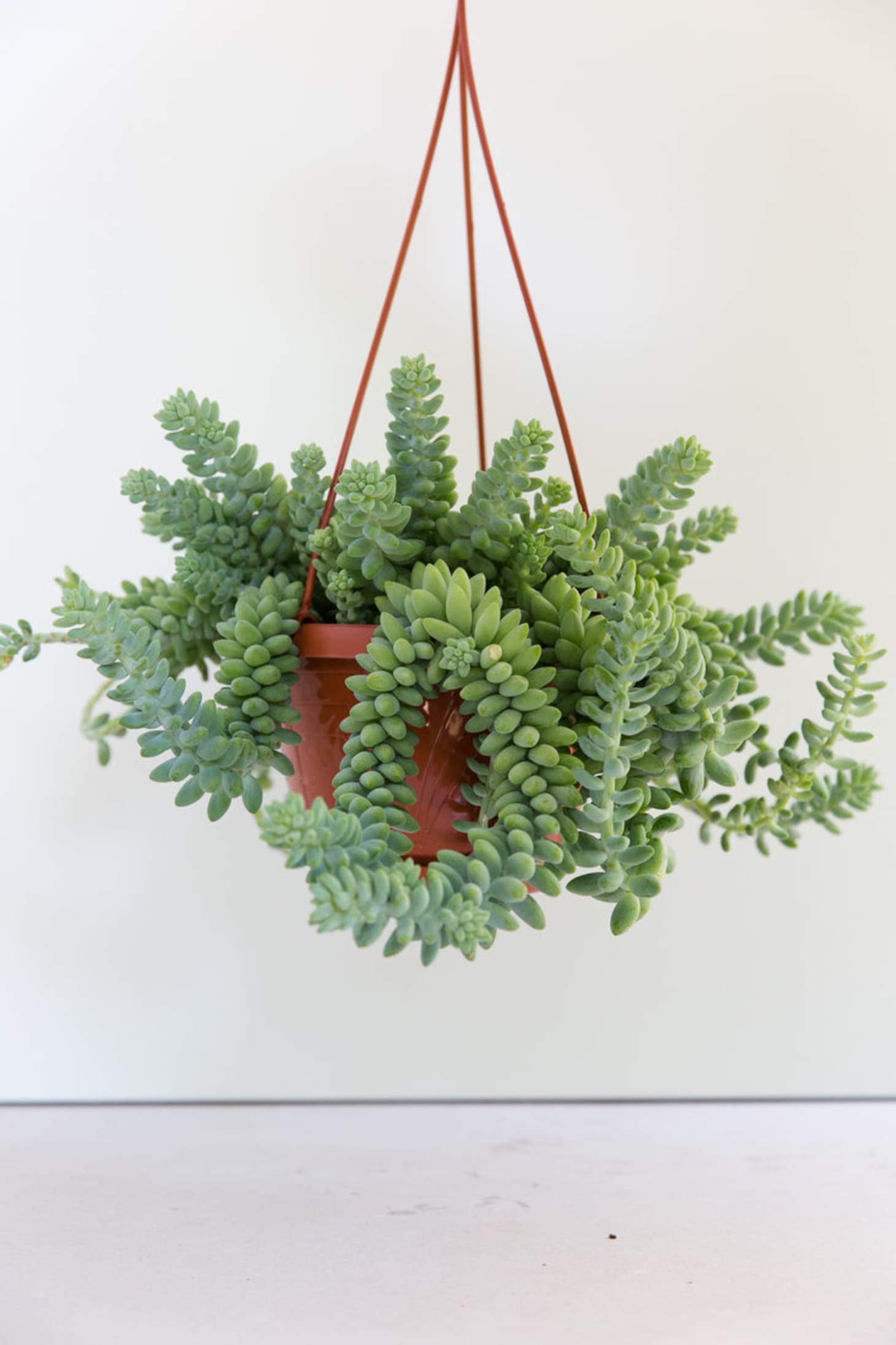 Unusual Indoor House Plants Apartment Therapy