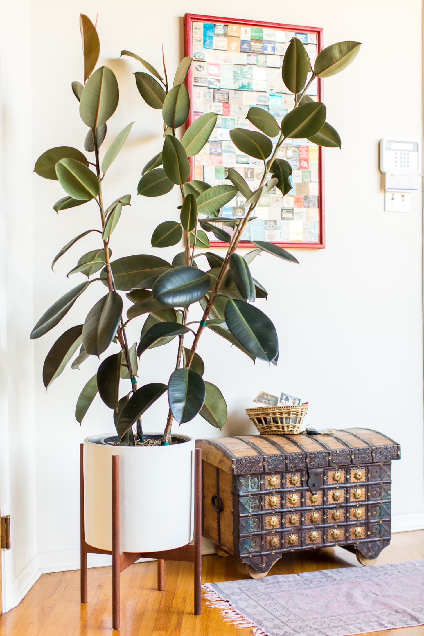  Large Indoor Plants  Best Houseplants Apartment Therapy