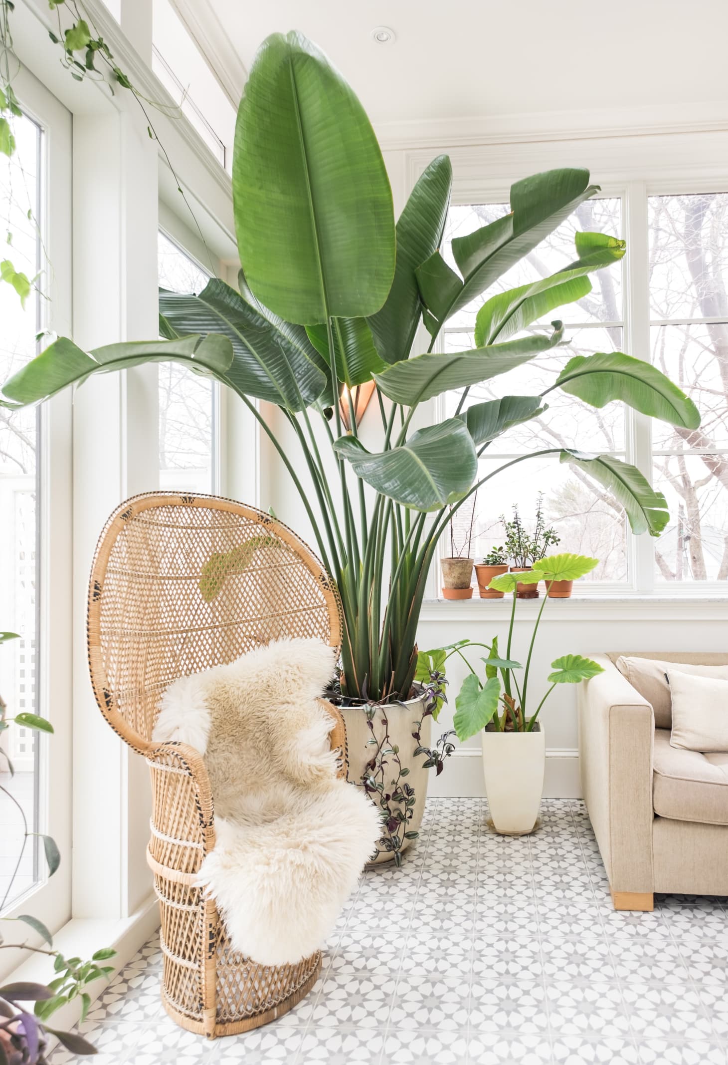Large Indoor Plants Best Houseplants Apartment Therapy