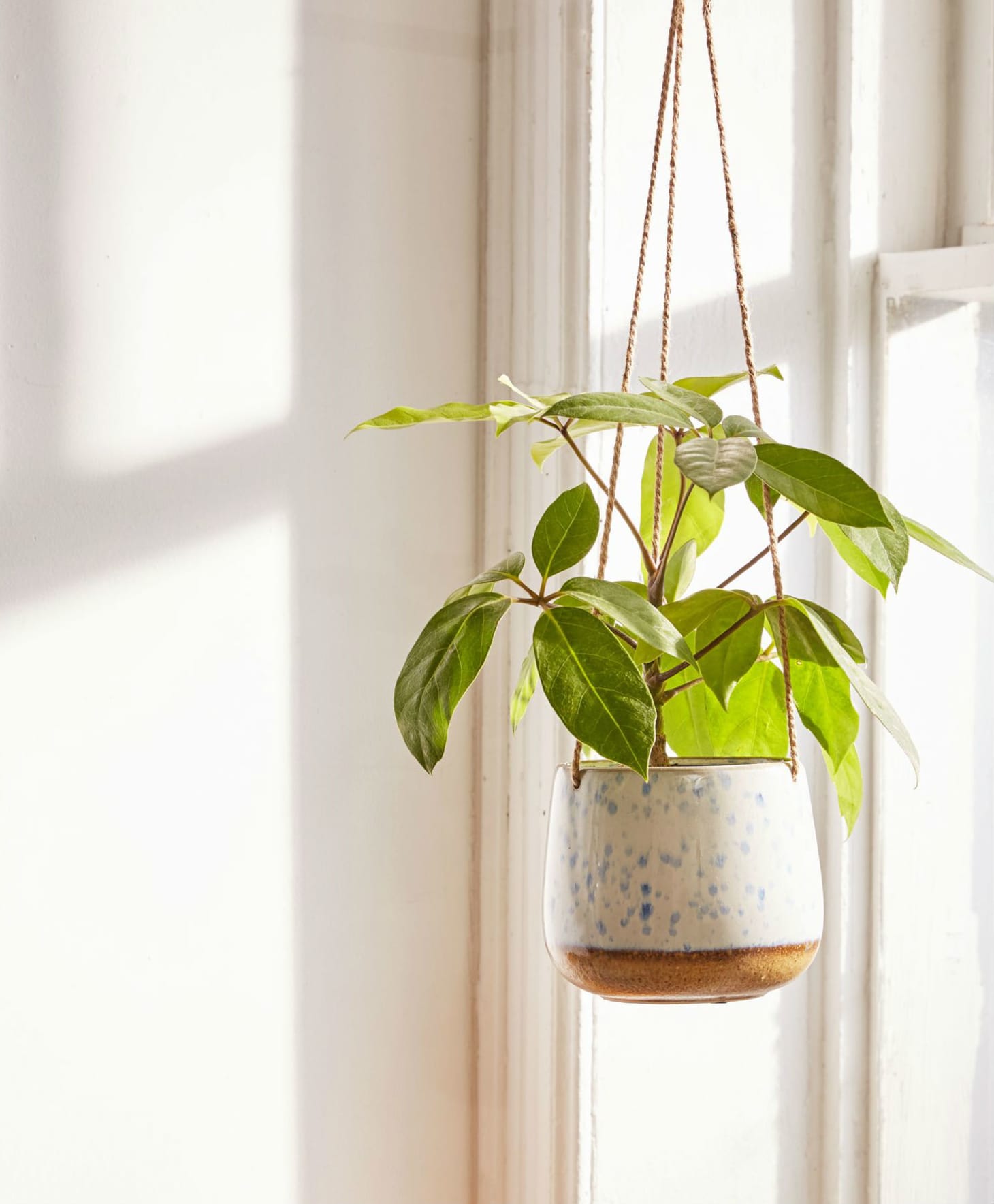 The Best Stylish Indoor Hanging Planters of 2018 ...