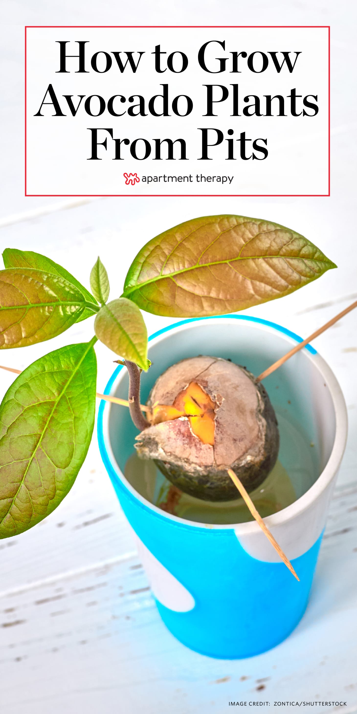 How to Grow Avocado Plants From Pits Apartment Therapy