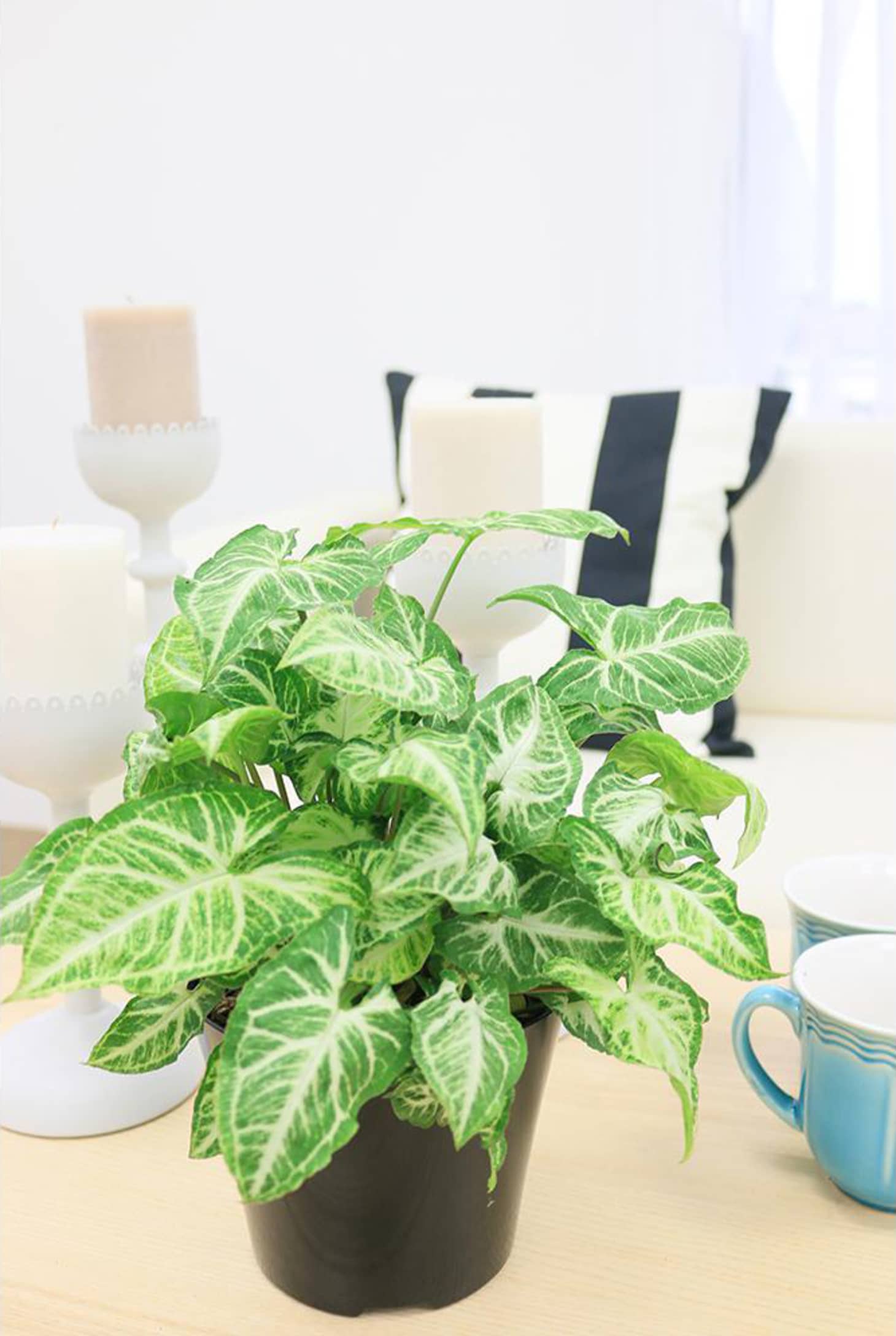 Hanging Plants - Best Indoor Types, Ideas | Apartment Therapy