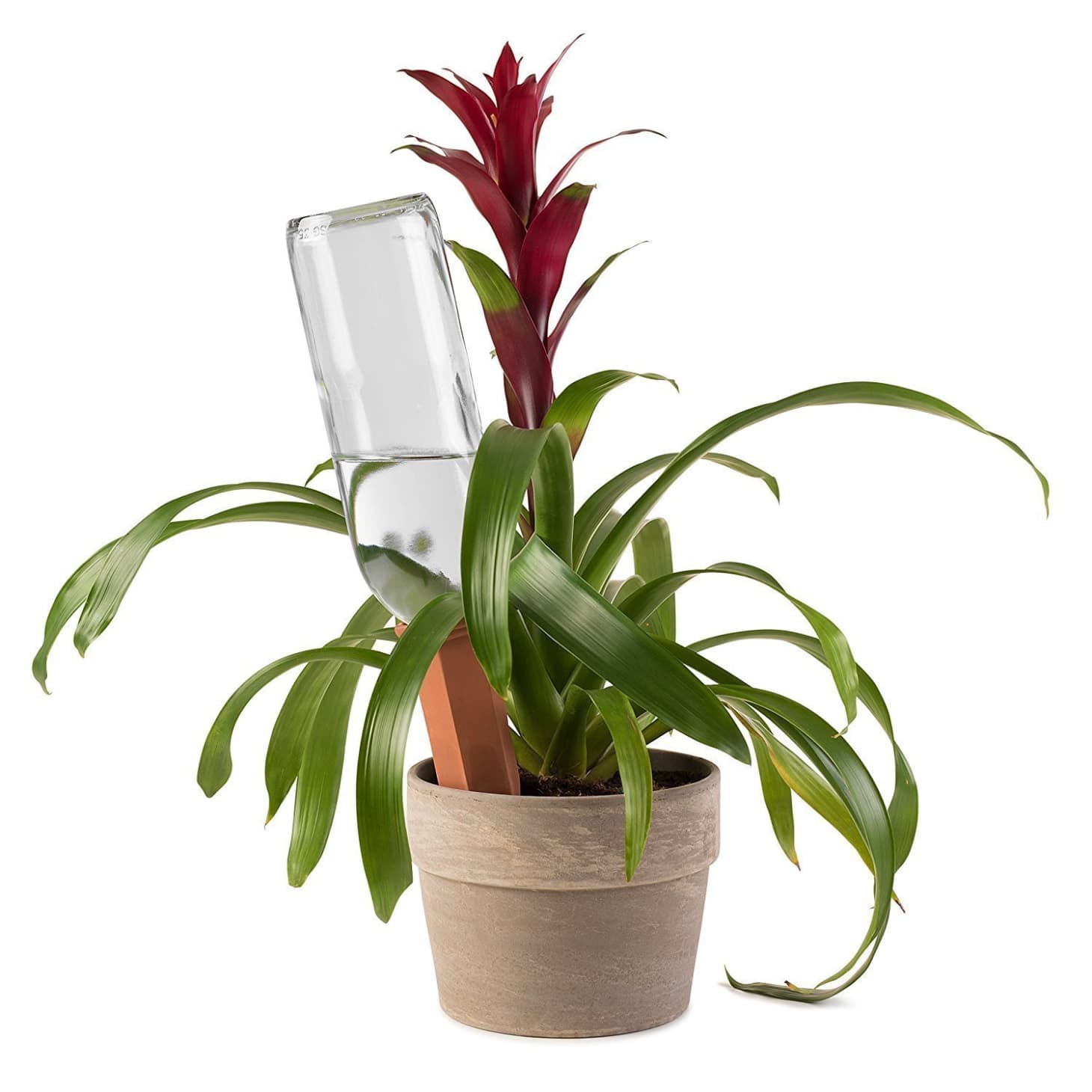Amazon Watering Spikes For Plant Owners Apartment Therapy