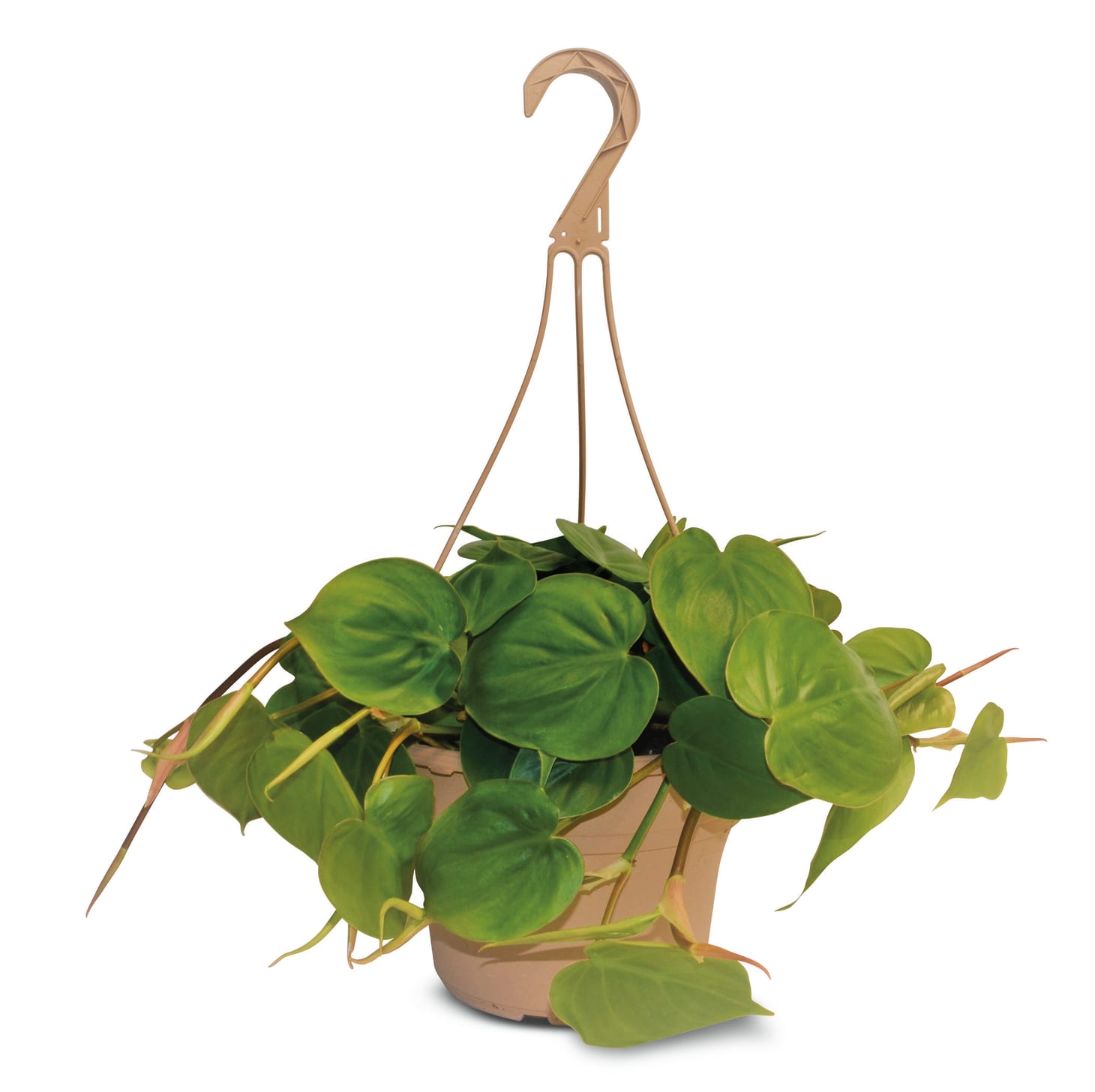 Aldi Hanging Plants Sale Apartment Therapy