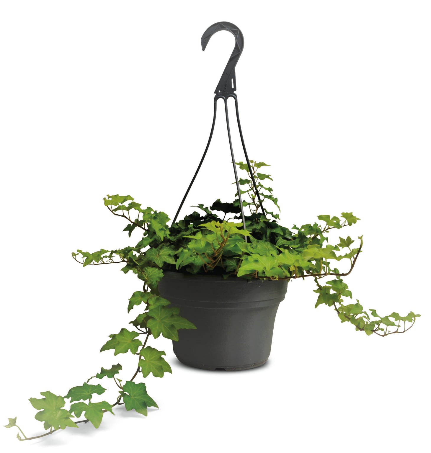 Aldi Hanging Plants Sale Apartment Therapy