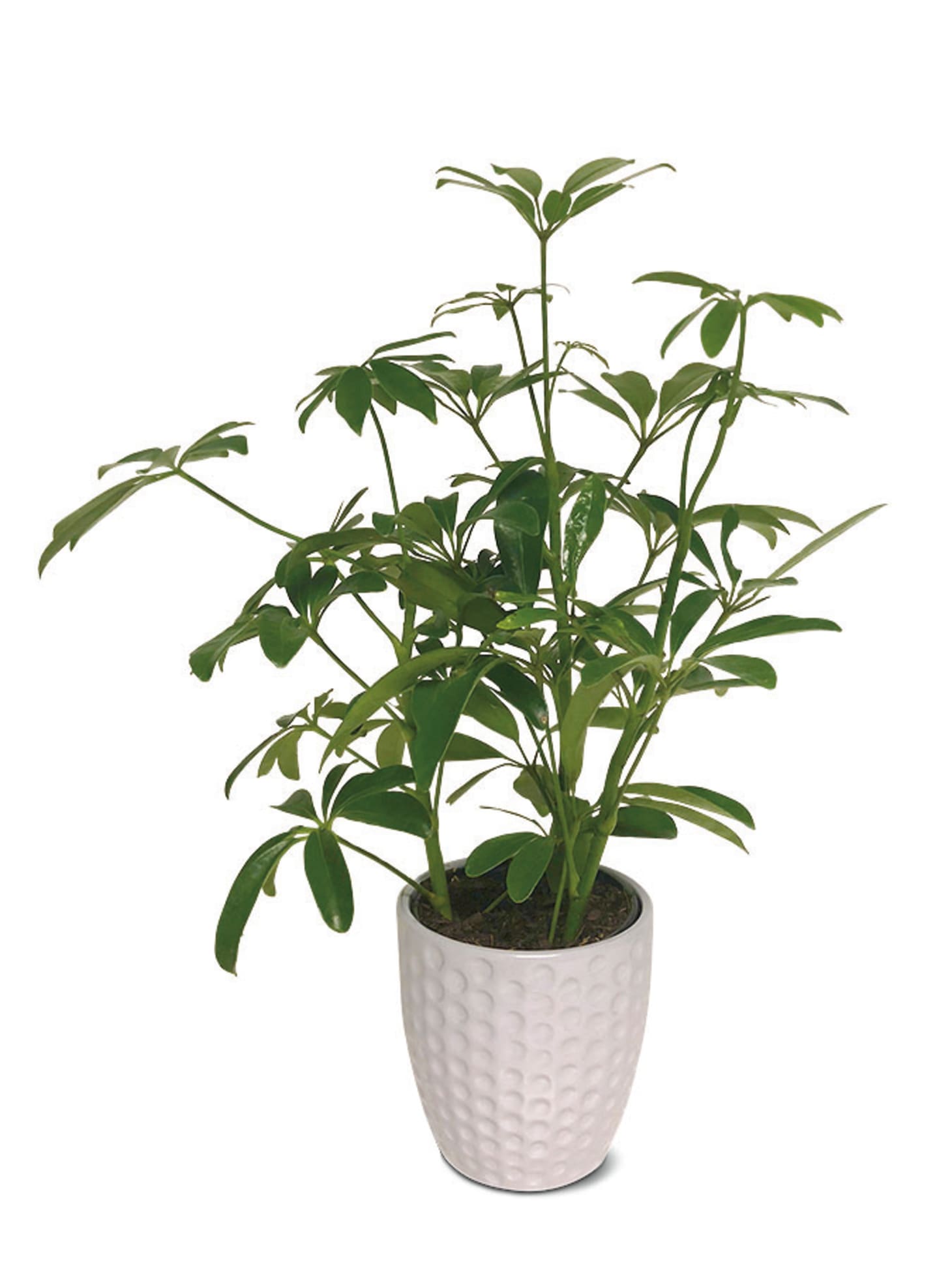 Aldi Potted Plants Deal | Apartment Therapy