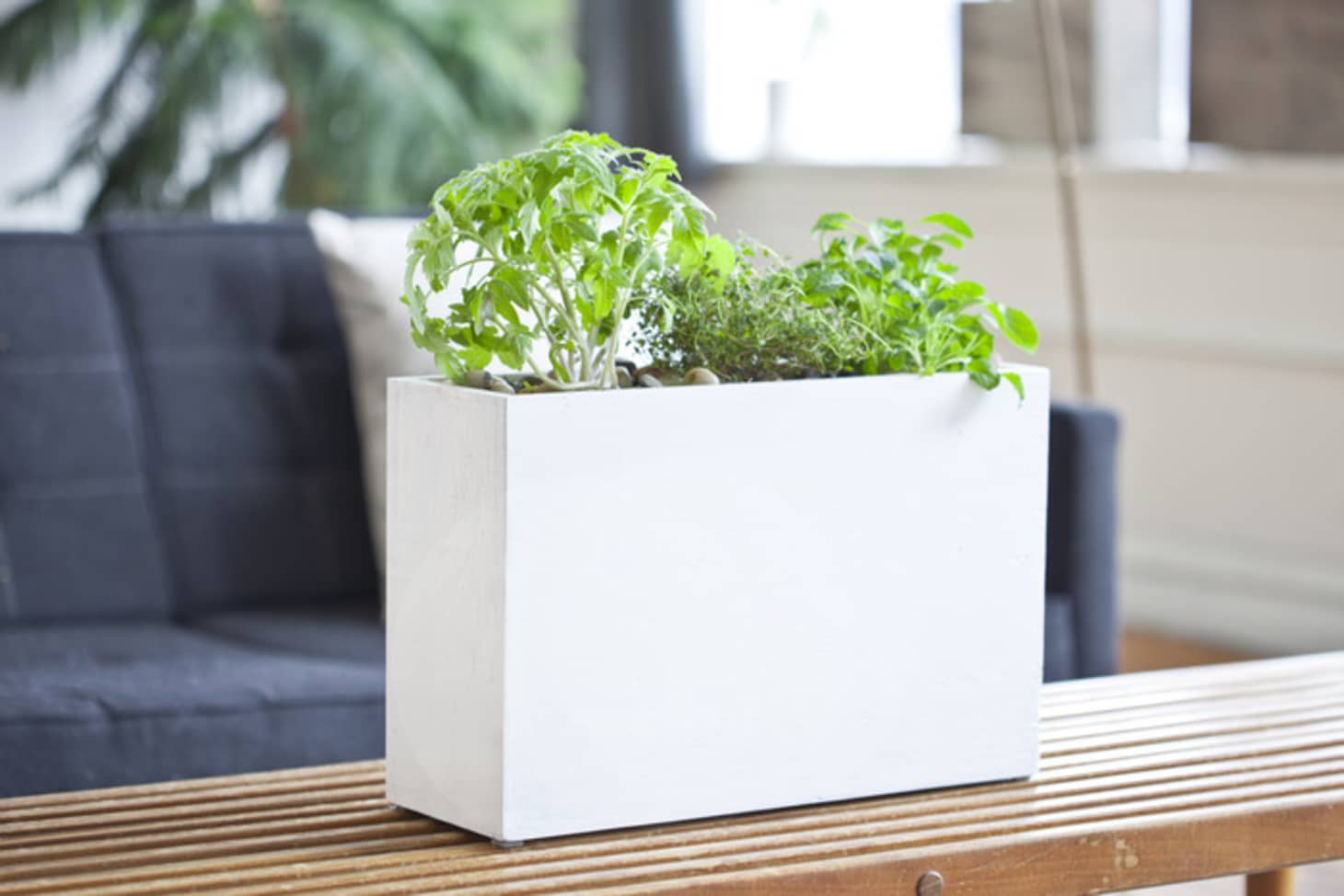 An Easy Way To Grow Indoor Herbs Modern Sprout’s