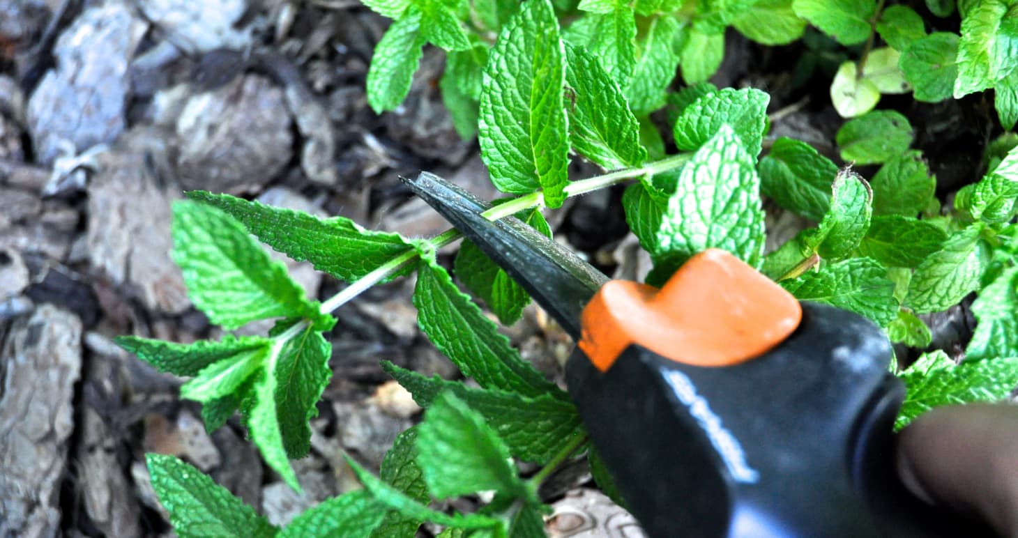 Tips for a Small-Space Kitchen Herb Garden | Kitchn