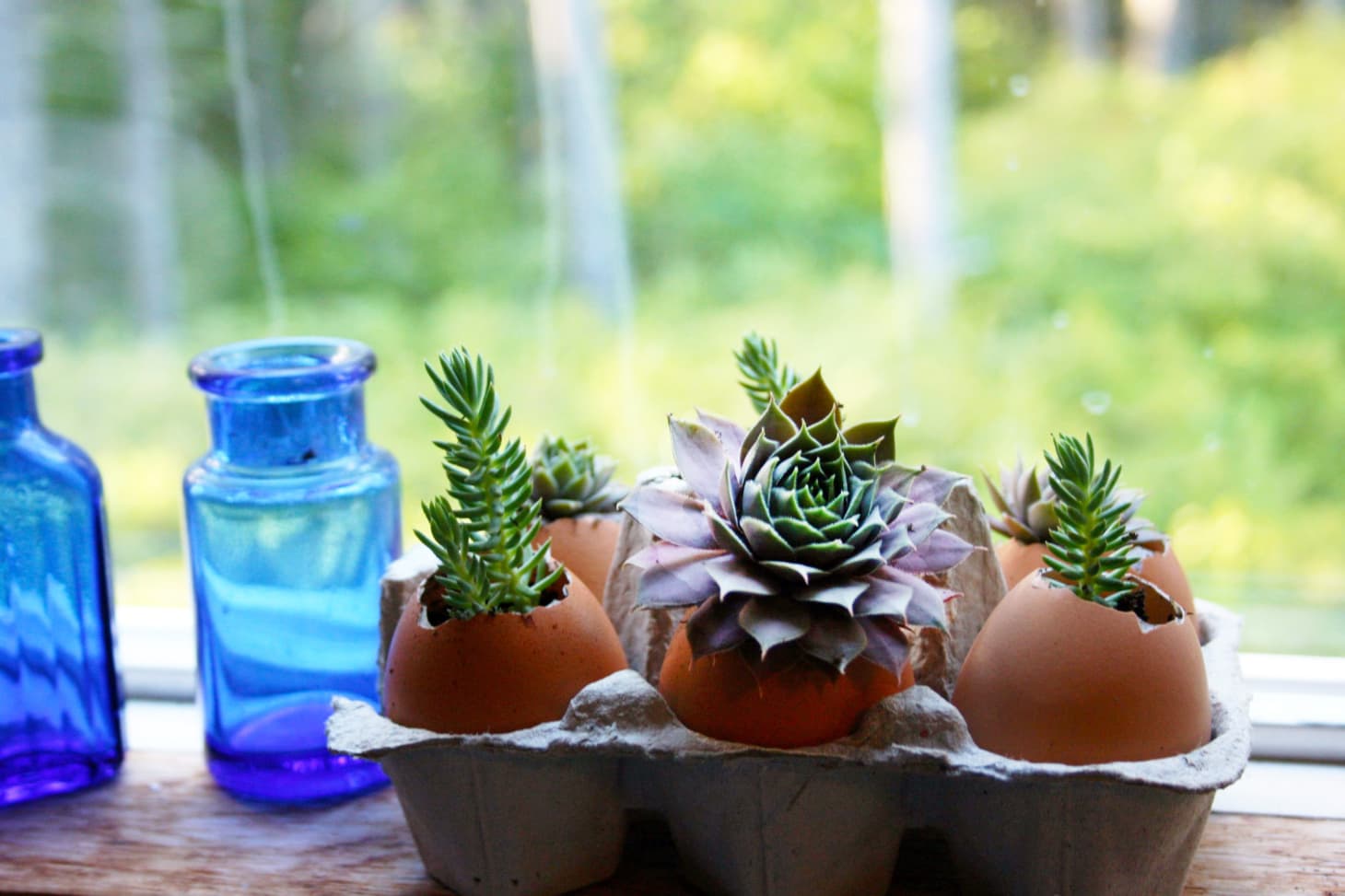 How To Plant Succulents in Eggshells Kitchn
