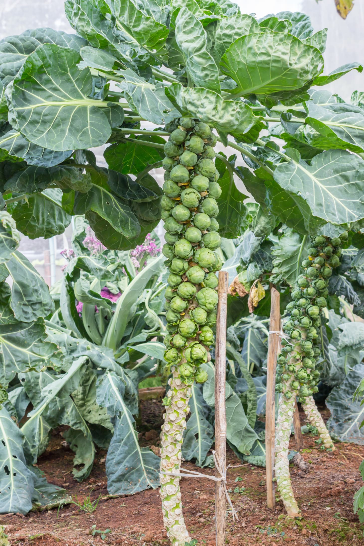 brussel sprout seedlings