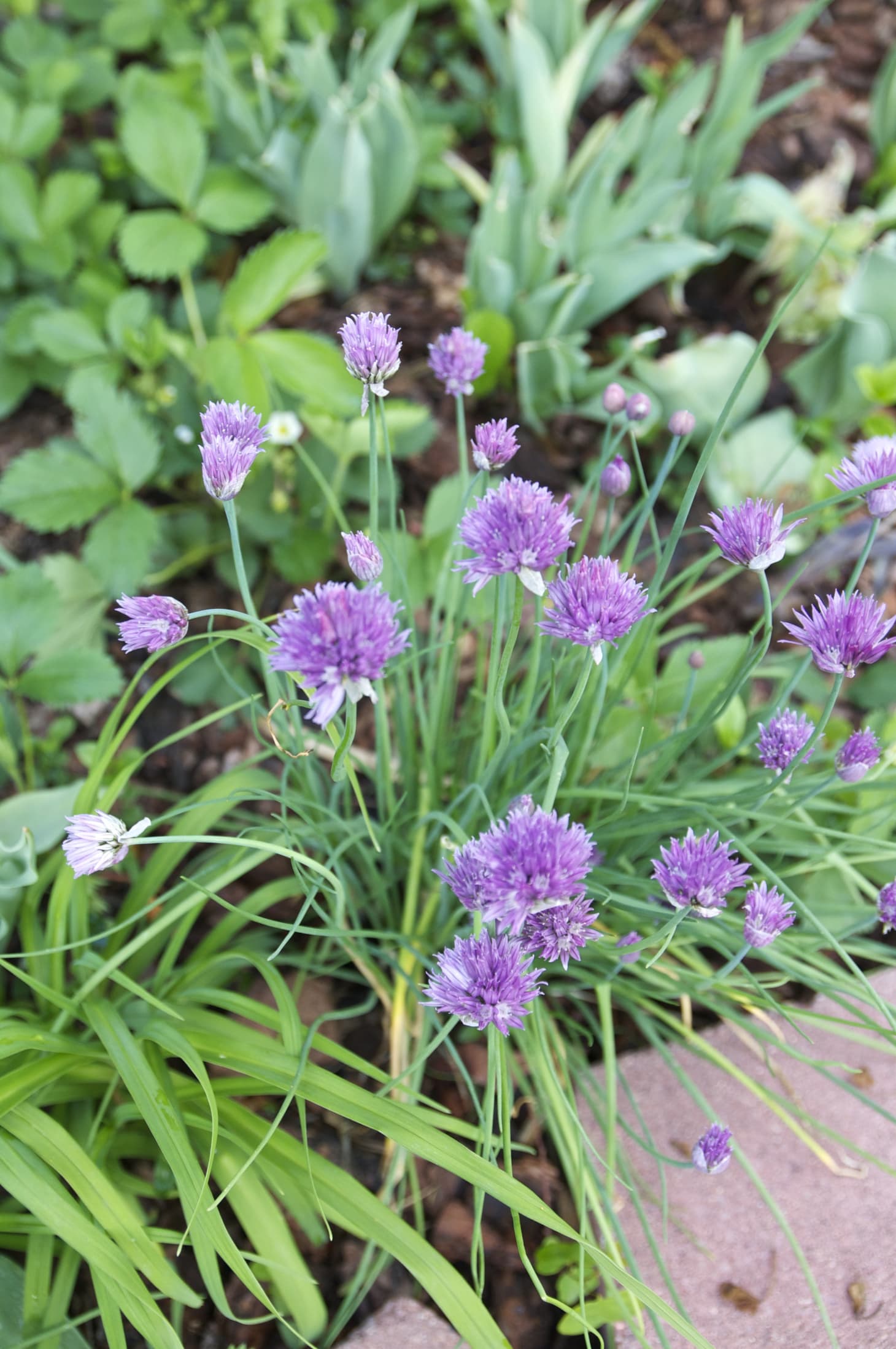 Everything You Need to Know About Growing Chives Kitchn