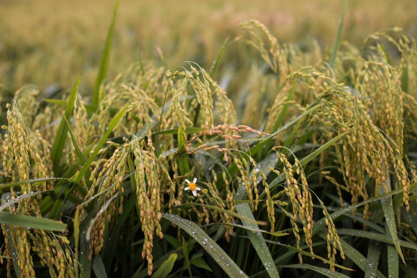 How Rice Is Grown in Bac Ninh Province, Vietnam | Kitchn