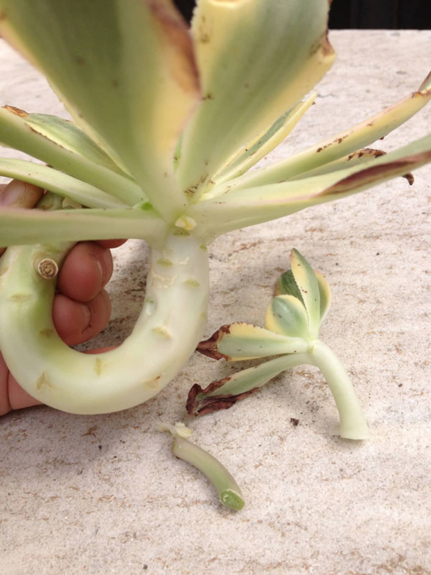 How To Propagate Cacti & Succulents Apartment Therapy