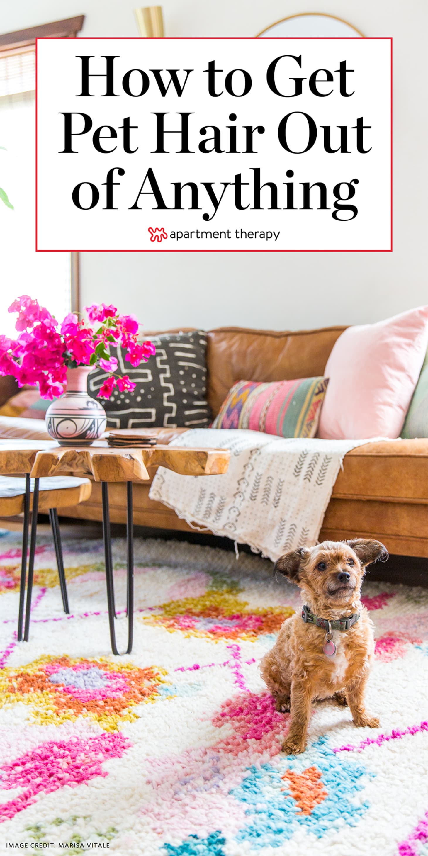 How To Remove Pet Hair From Furniture Floors More Apartment Therapy Image Credit Marisa Vitale