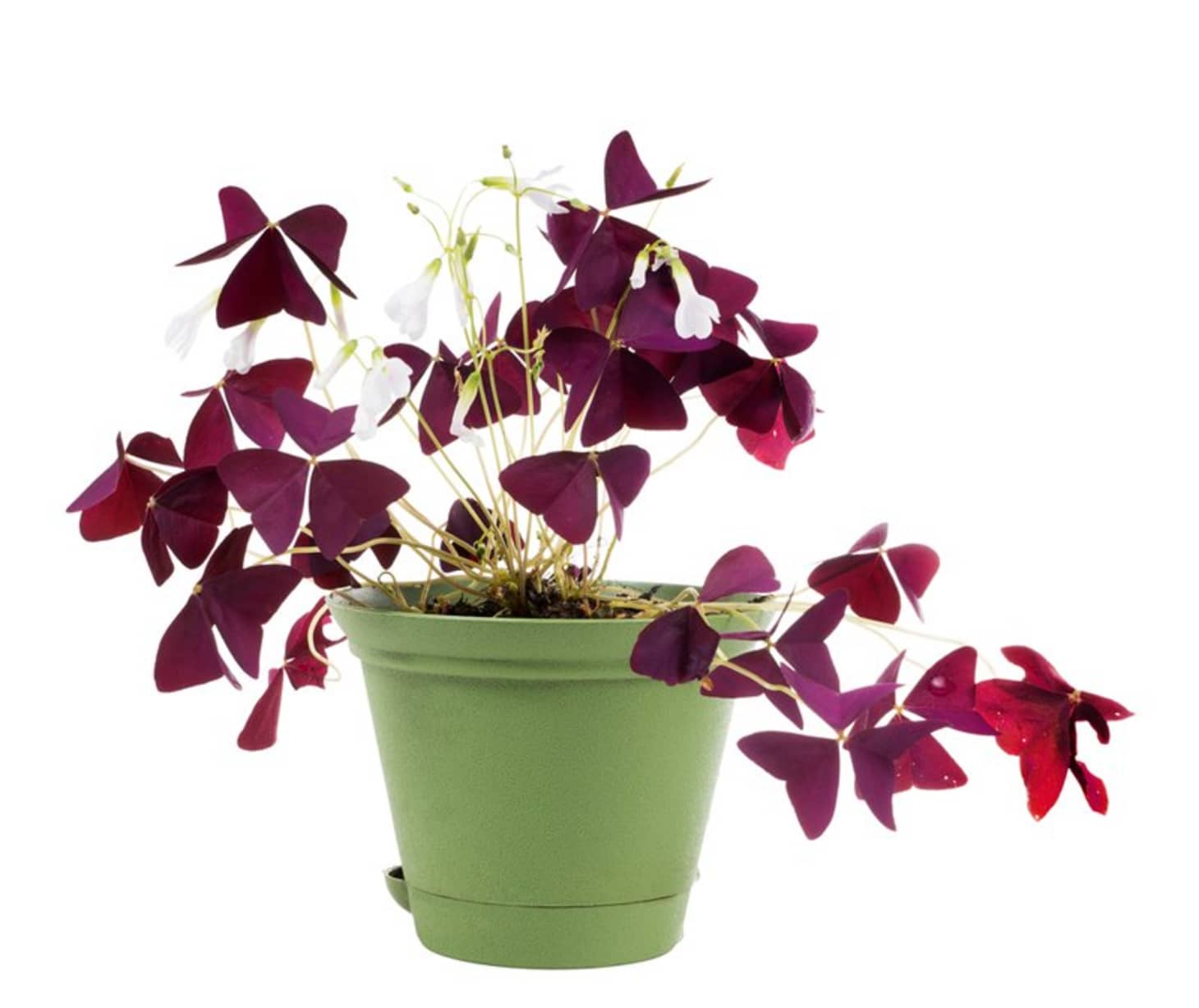 Natalie Horner Easy Flowers To Grow Inside / Easy flowers to grow