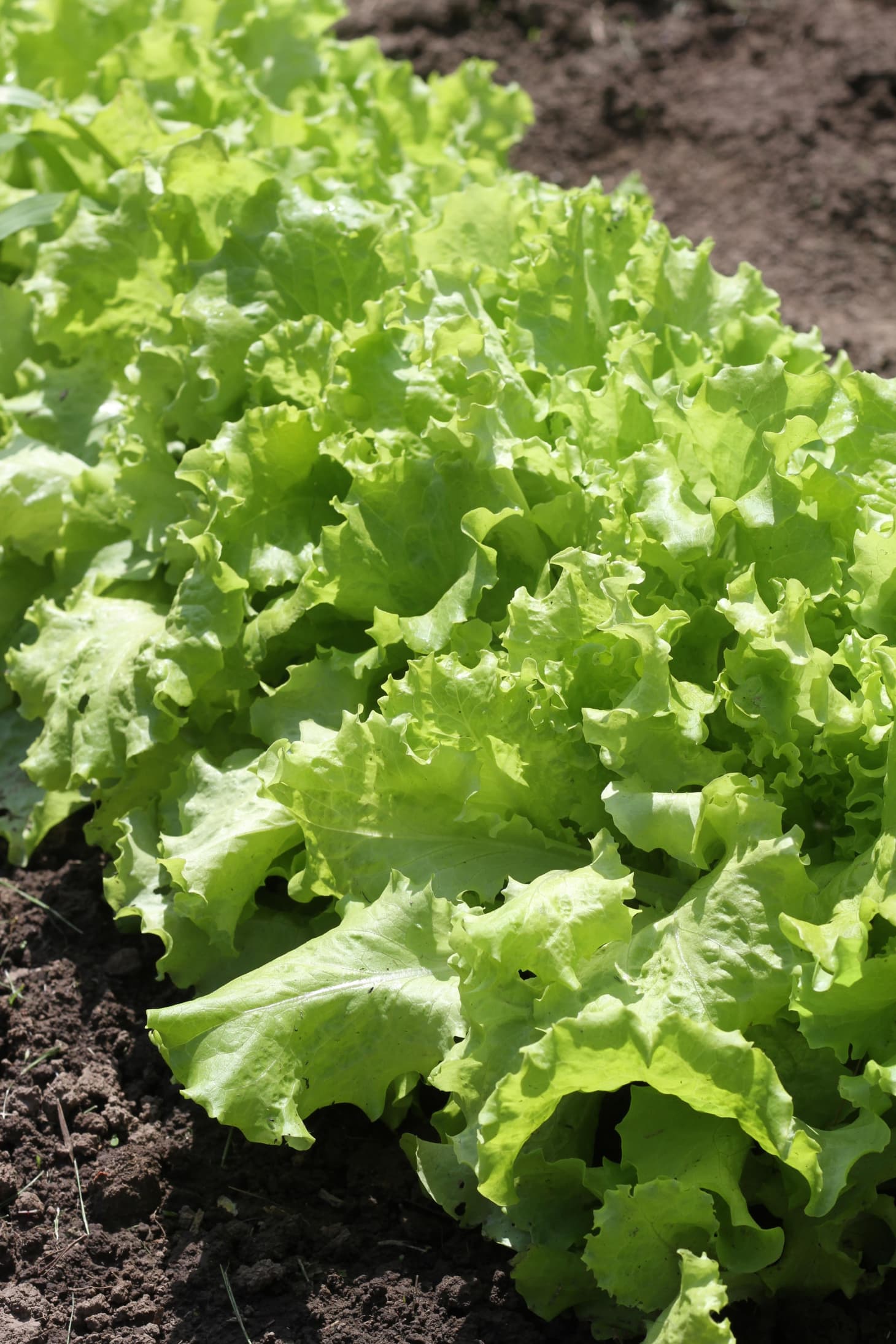 How To Grow Baby Lettuce (It’s Easier Than You Think!) | Apartment Therapy