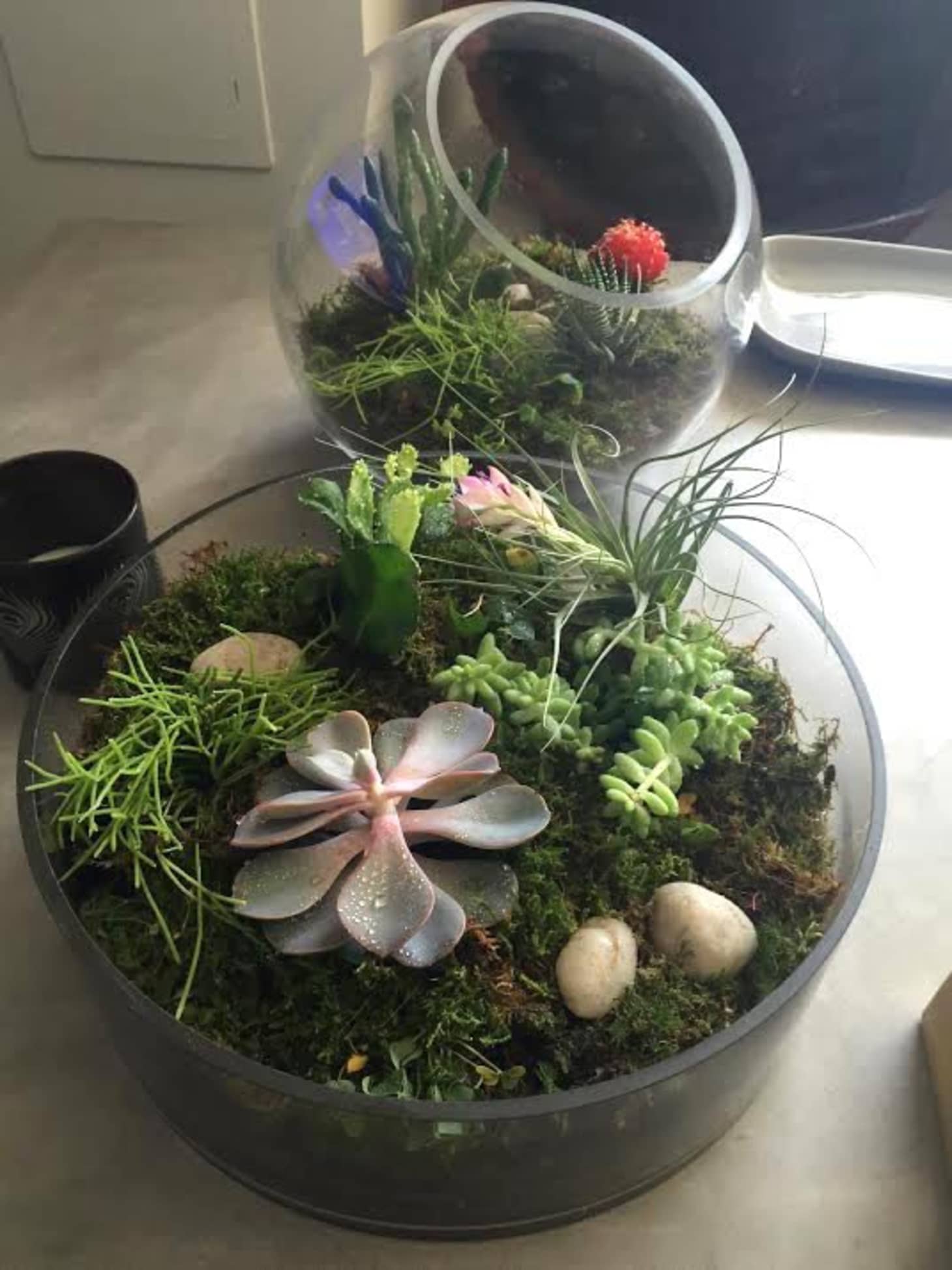 DIY Project Diary Adventures in Terrariums Apartment Therapy