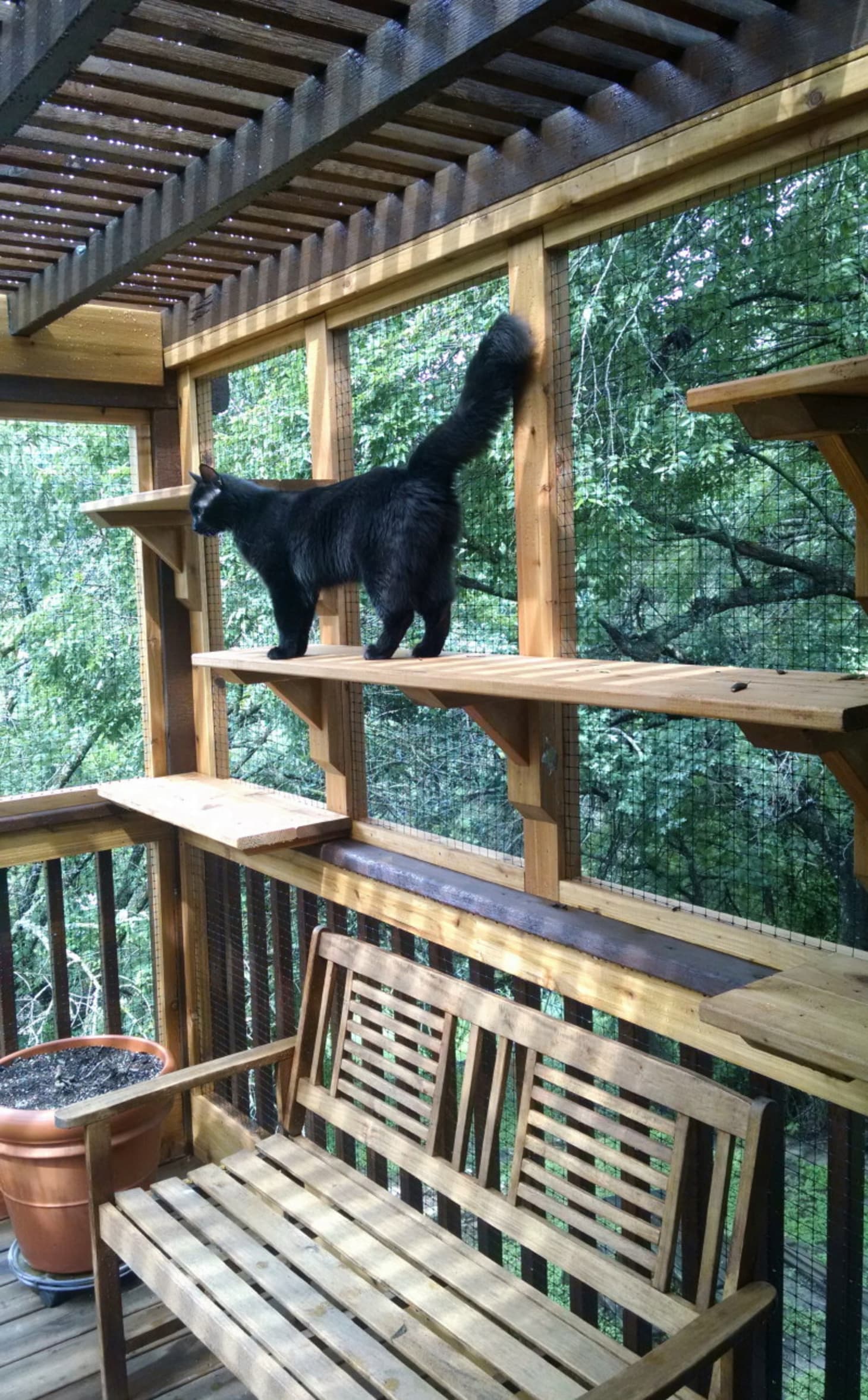 A Catio Is The Coolest Thing You Never Knew Your Cat Needed Apartment 