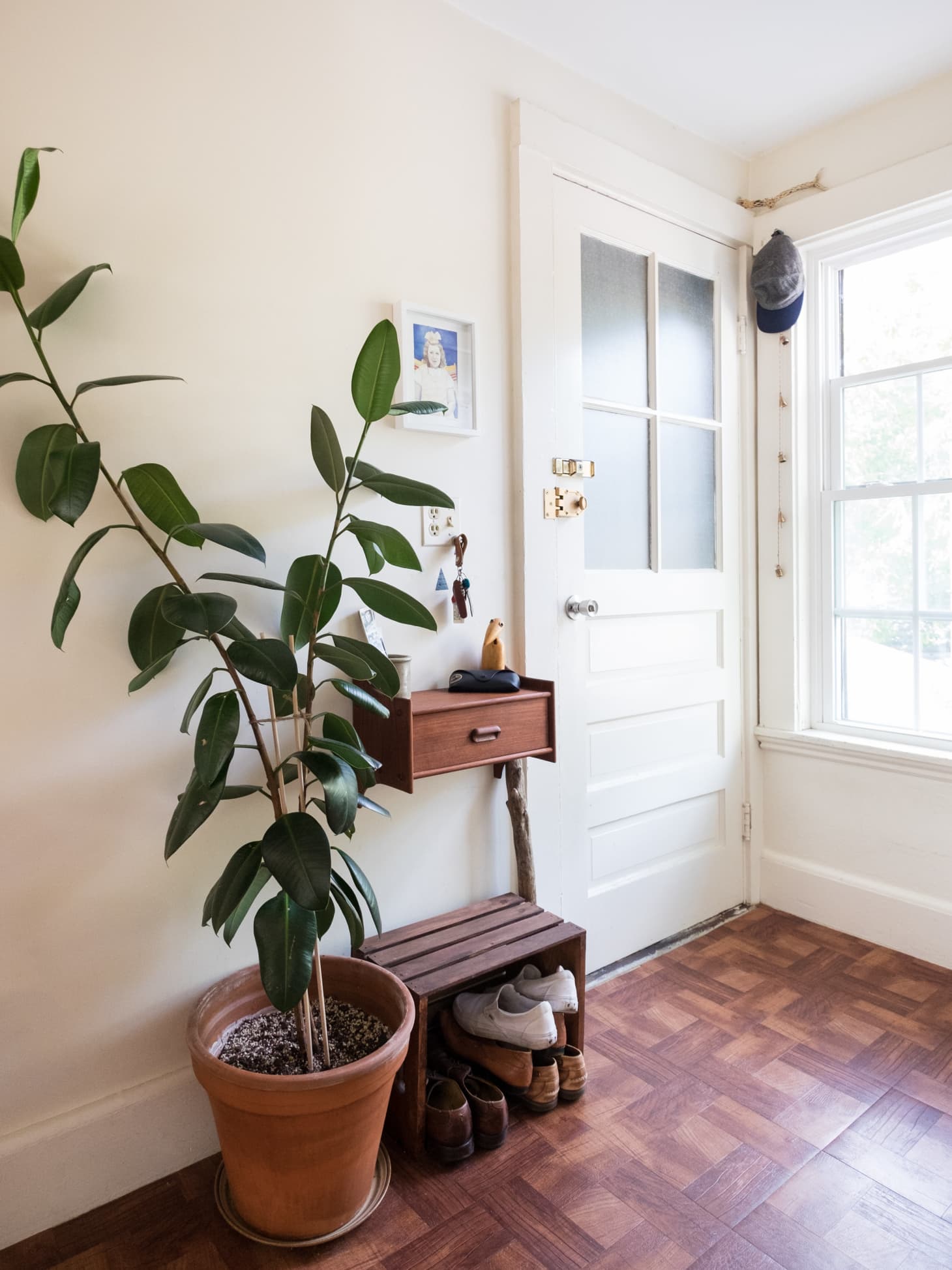 Rubber Plant Our Best Tips For Growing and Care Apartment Therapy