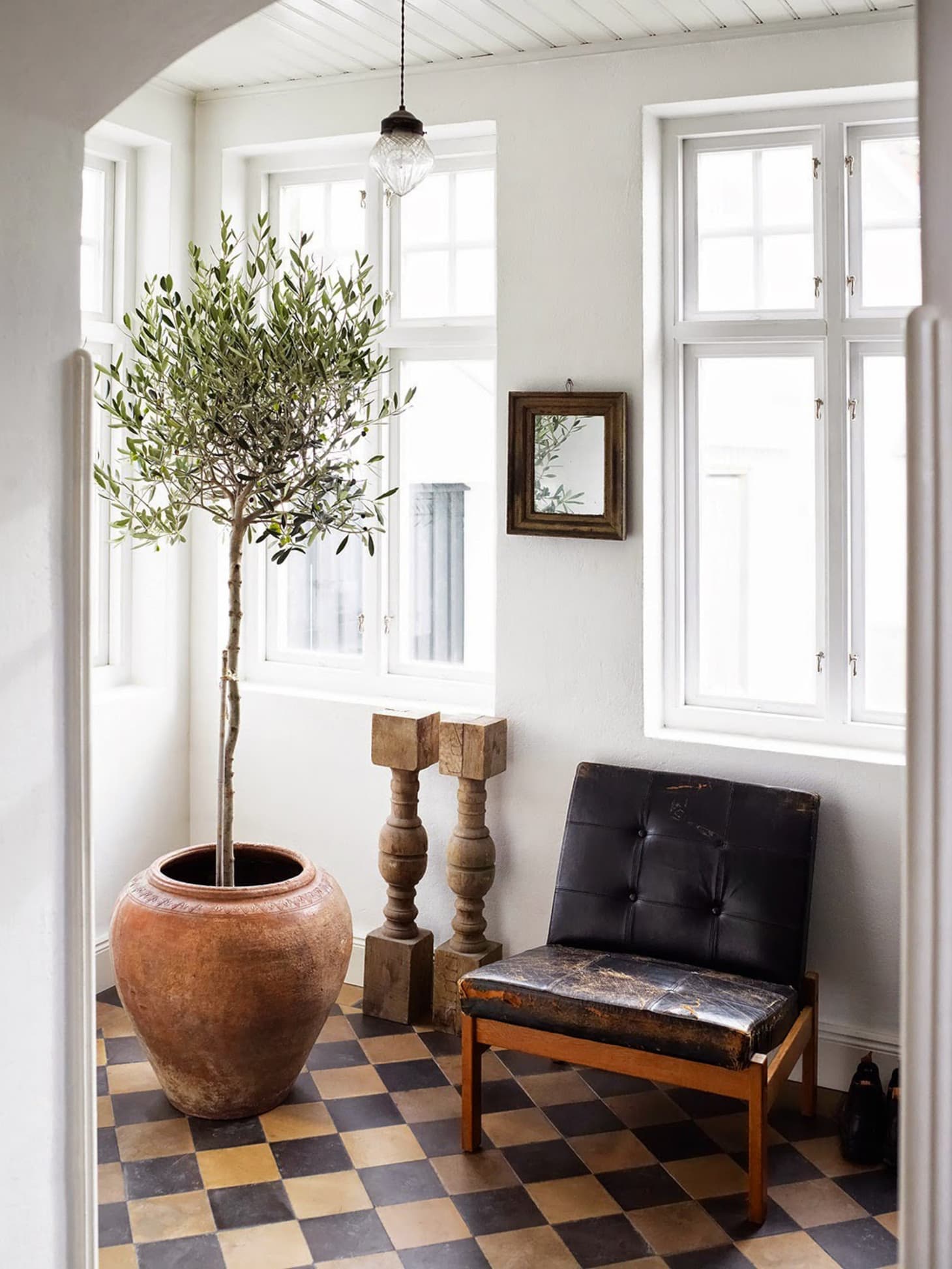 Olive Trees Indoors Our Best Tips for Care & Growing Apartment Therapy