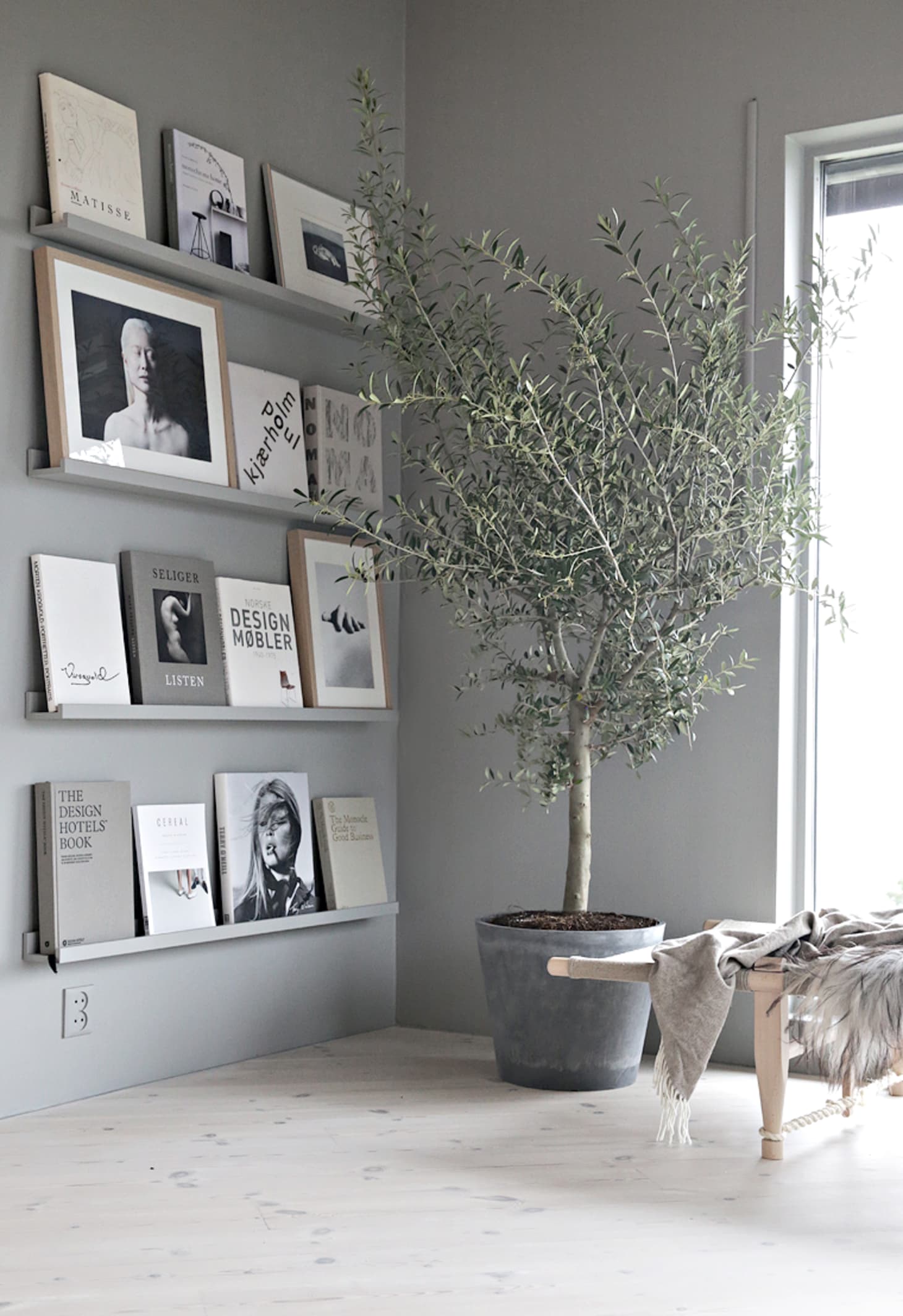 Olive Trees Indoors Our Best Tips for Care & Growing Apartment Therapy