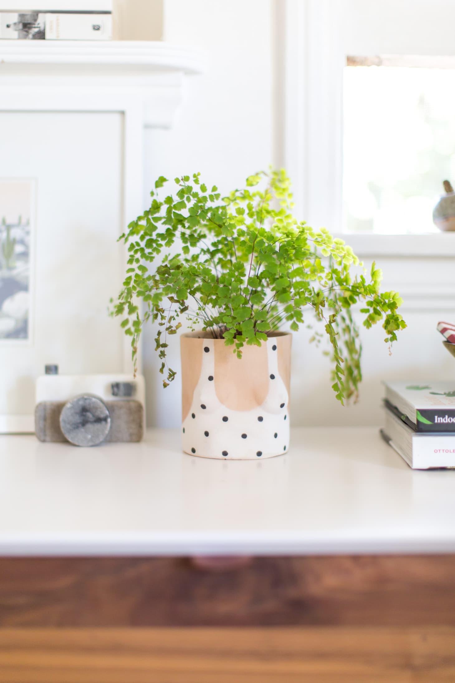 Maidenhair Fern Care Apartment Therapy