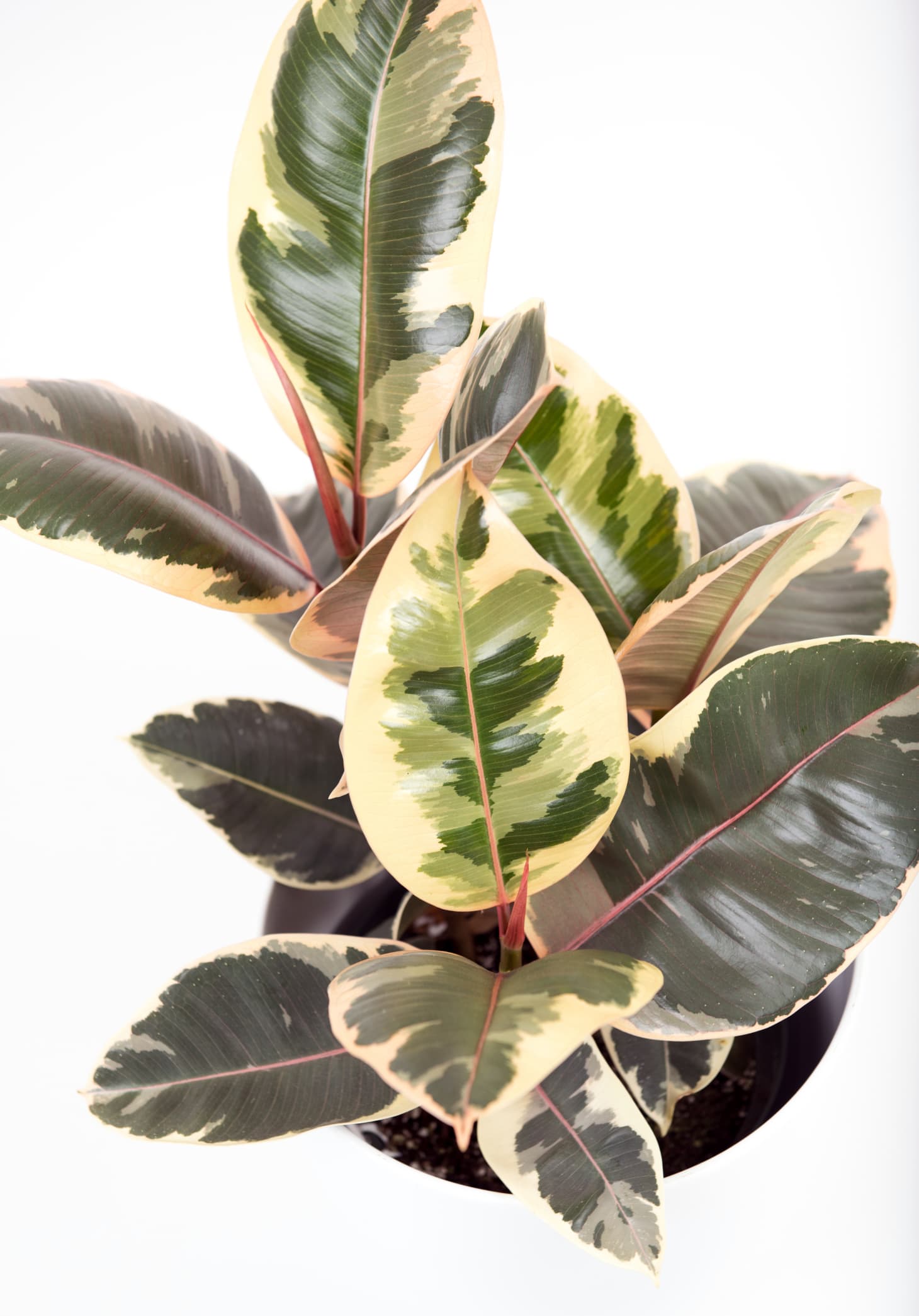Pink Indoor House Plants | Apartment Therapy