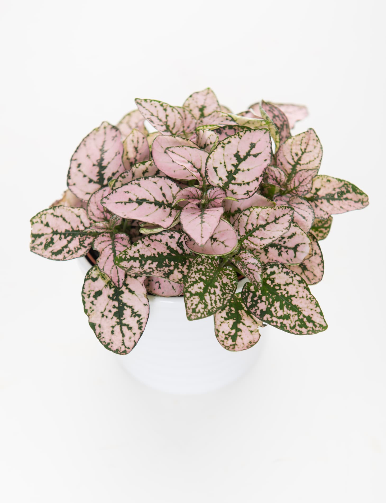 Pink Indoor House Plants Apartment Therapy