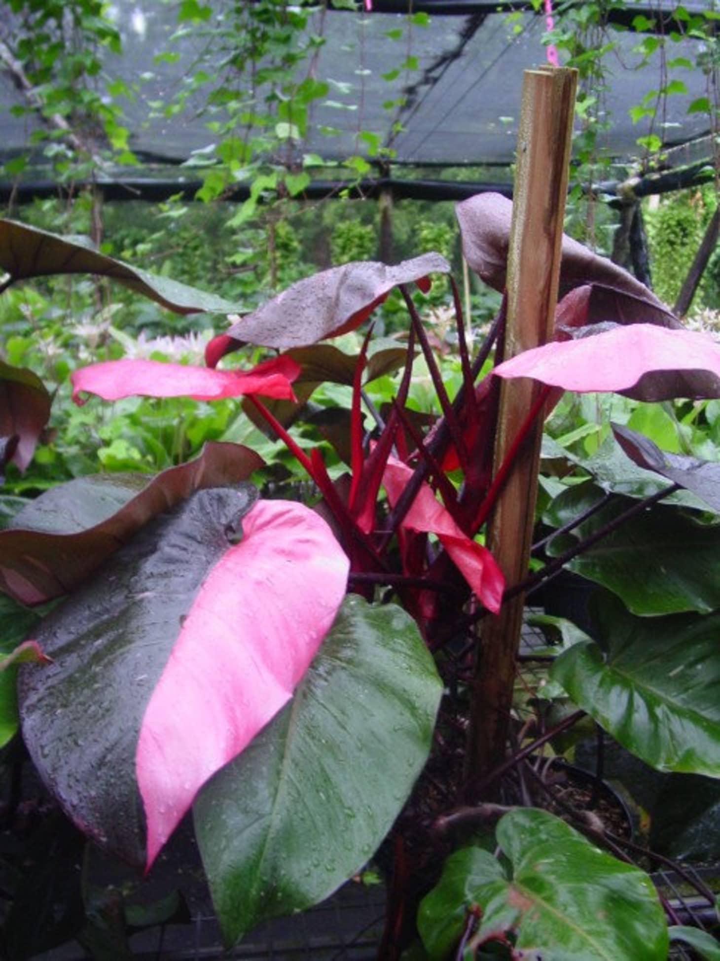 Pink indoor plant Idea