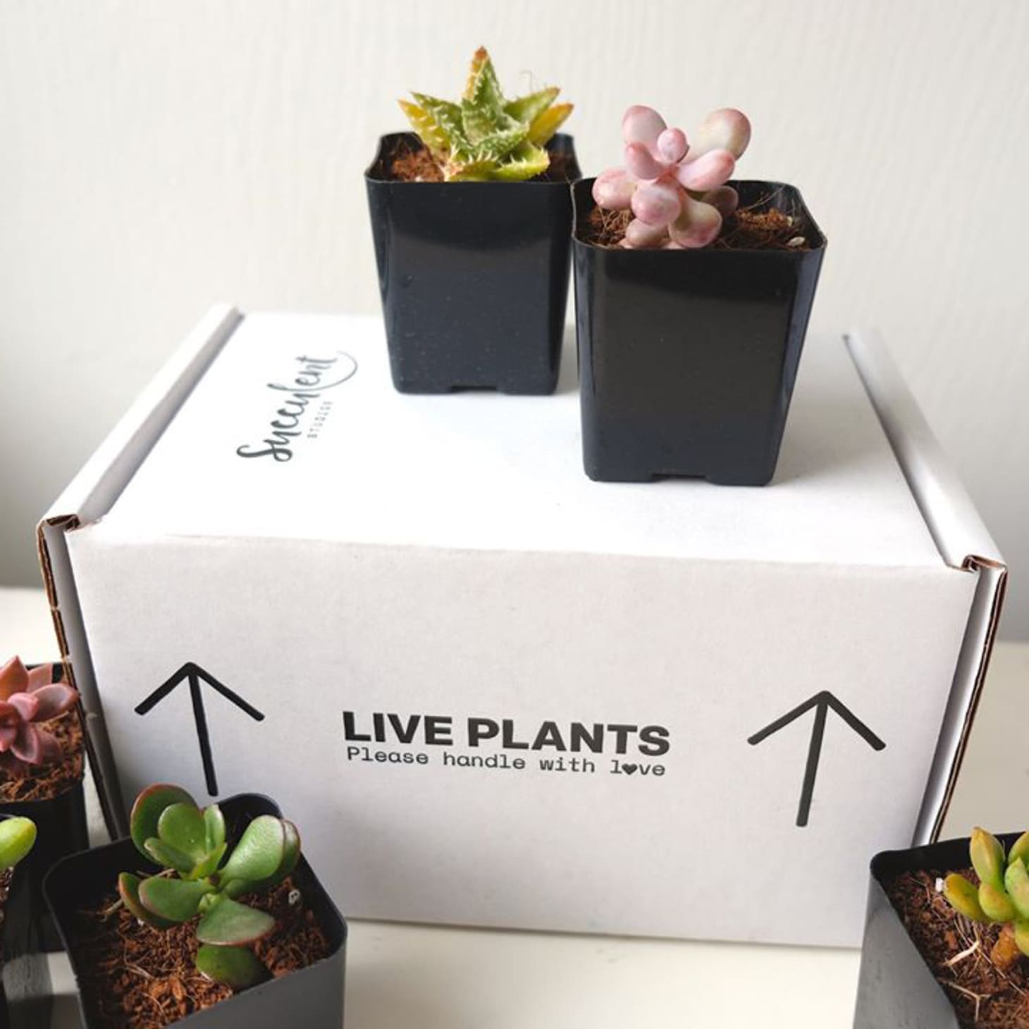 8. Green Thumb Gifts: Potted Plants For The Nature-Enthusiast In Your Life