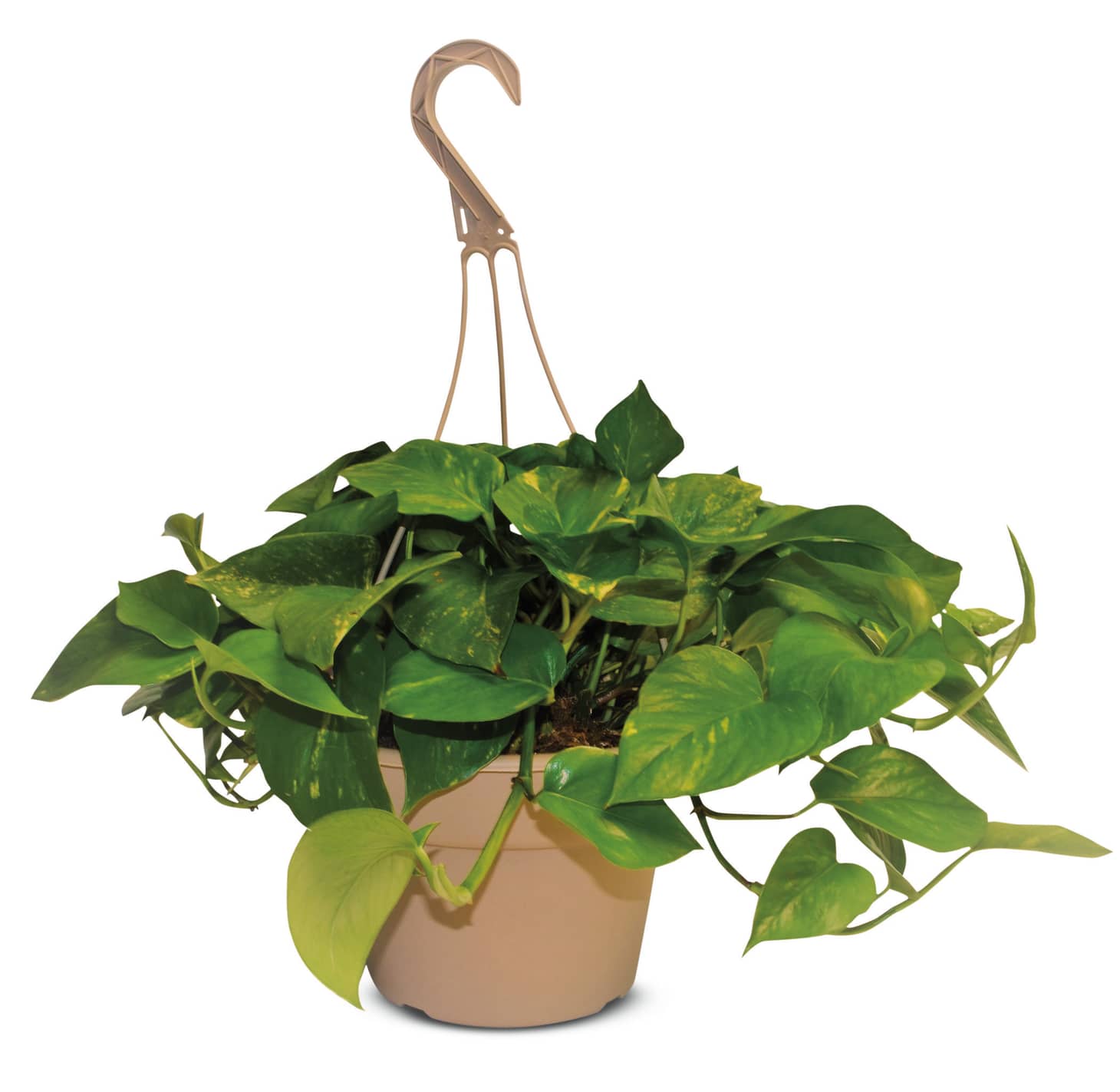 Aldi Hanging Plants Sale Apartment Therapy