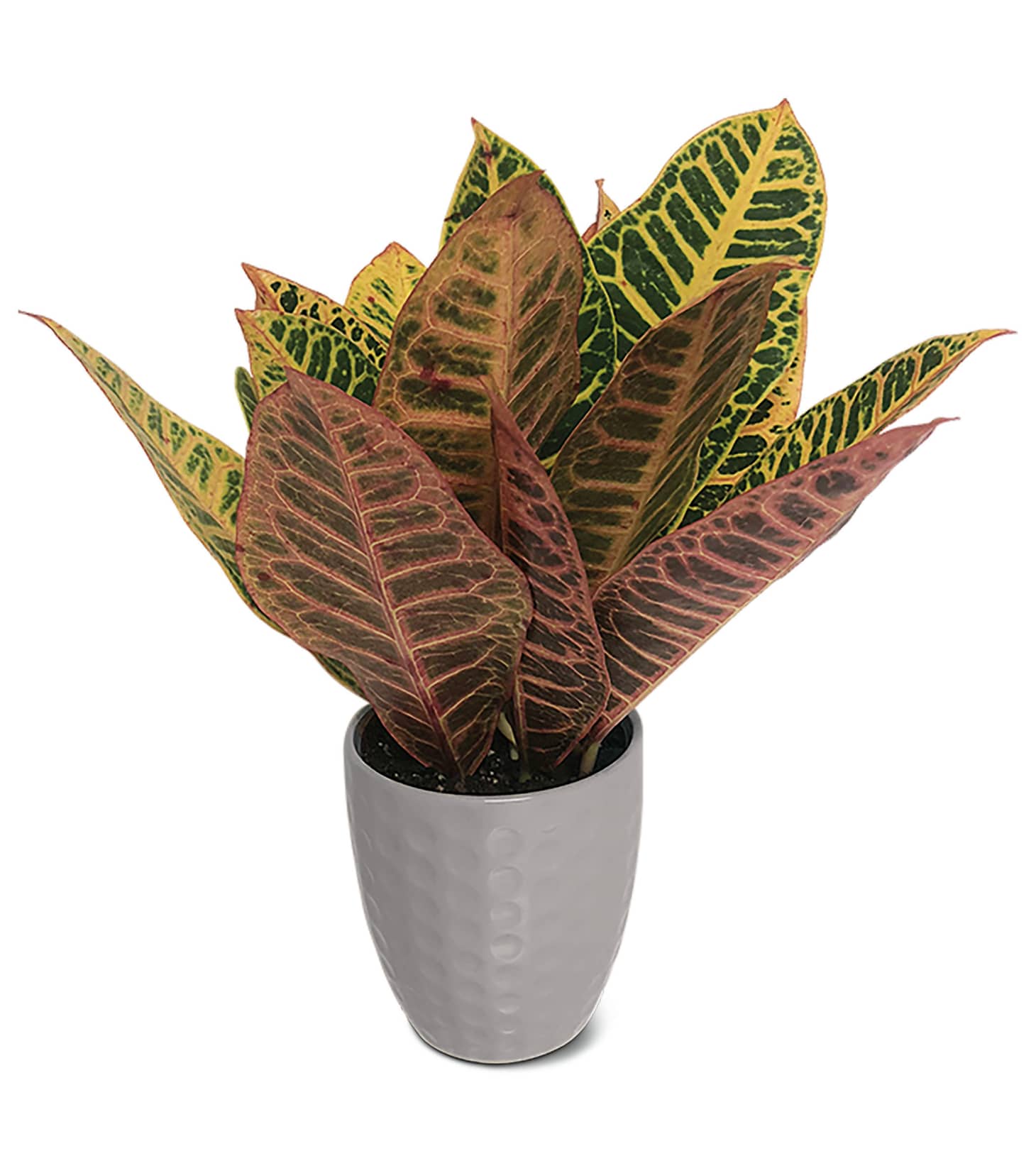 Aldi Potted Plants Deal Apartment Therapy