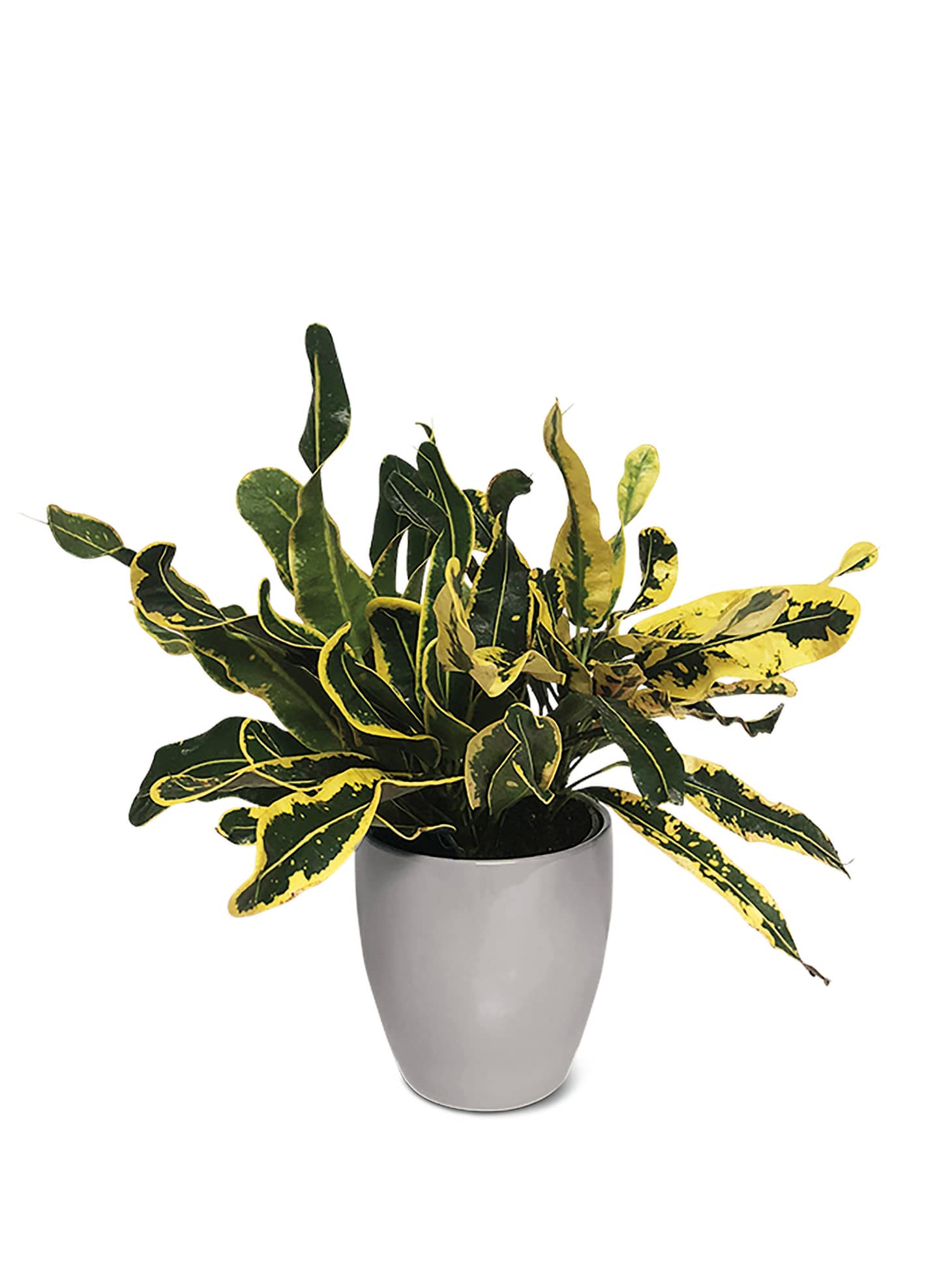 Aldi Potted Plants Deal Apartment Therapy