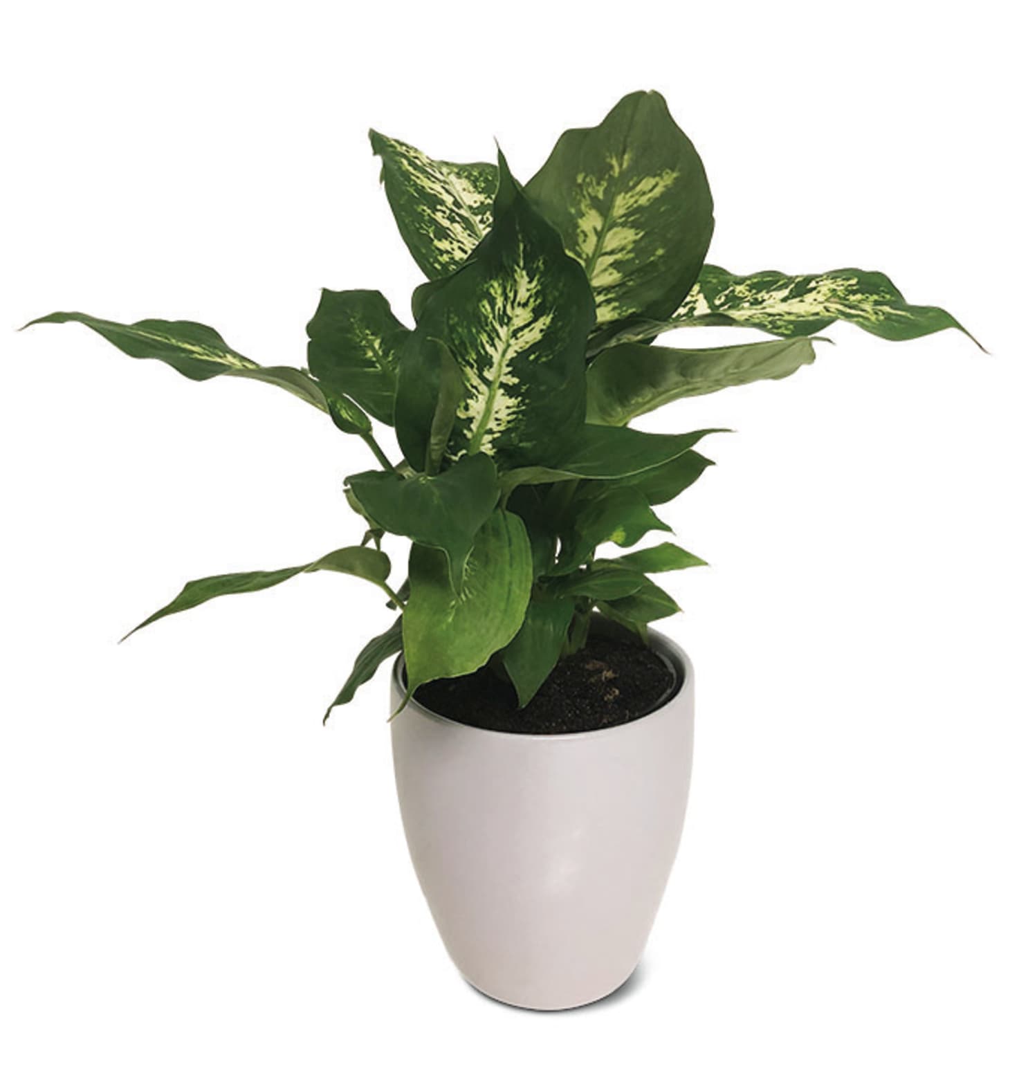 Aldi Potted Plants Deal Apartment Therapy