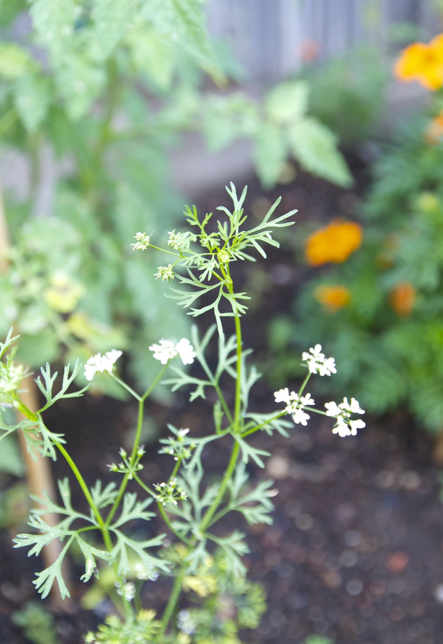 Everything You Need to Know About Growing Cilantro Kitchn