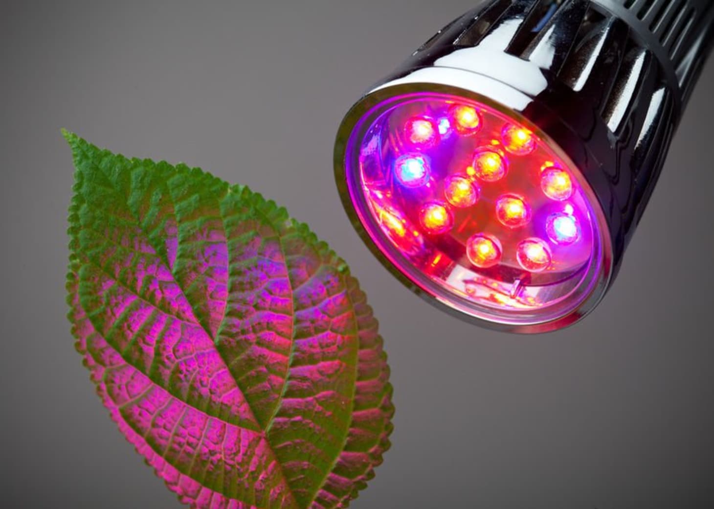 The Most Psychedelic Way to Grow Plants Indoors Kitchn