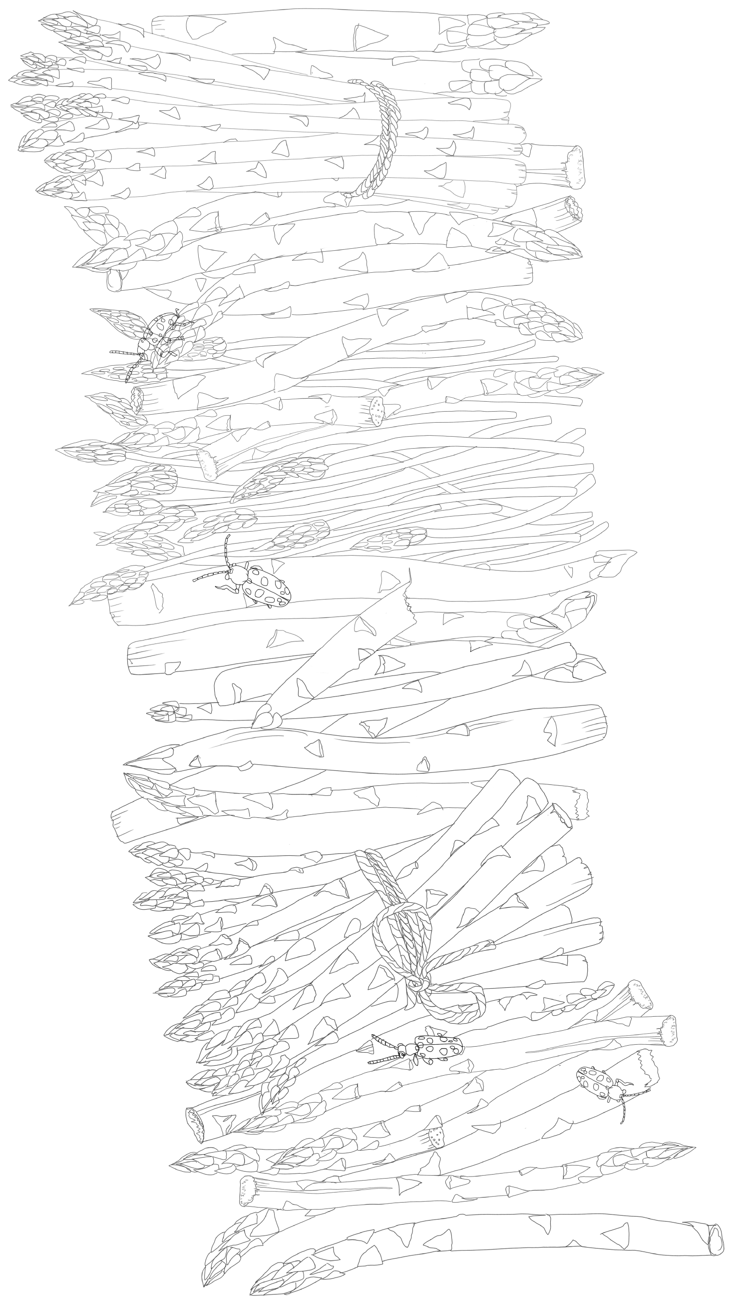 A Printable Adult Coloring Page for Asparagus Lovers | Kitchn